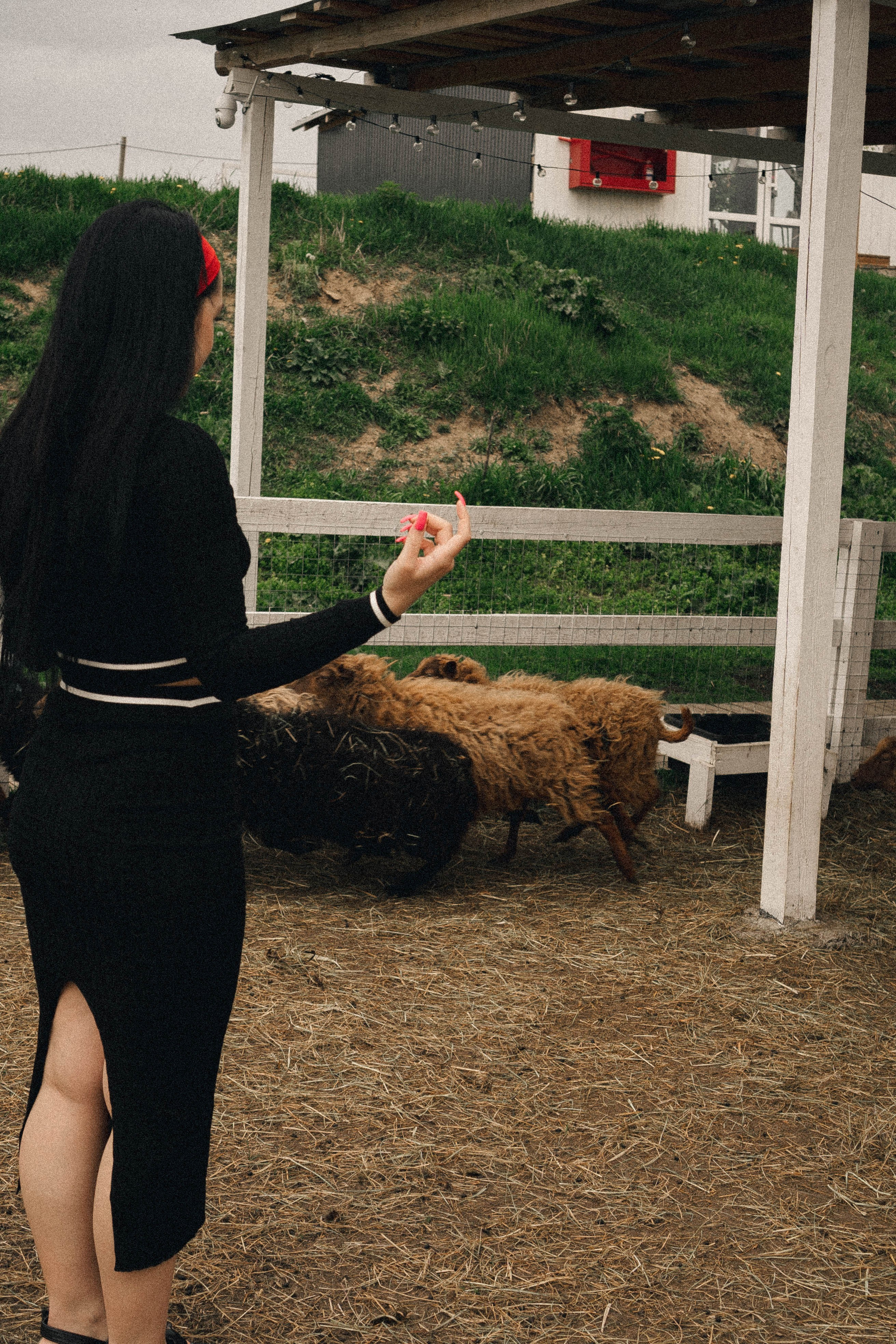 Ферма Альпак. Профессиональный фотограф, Санкт-Петербург — Виктория Богомолова