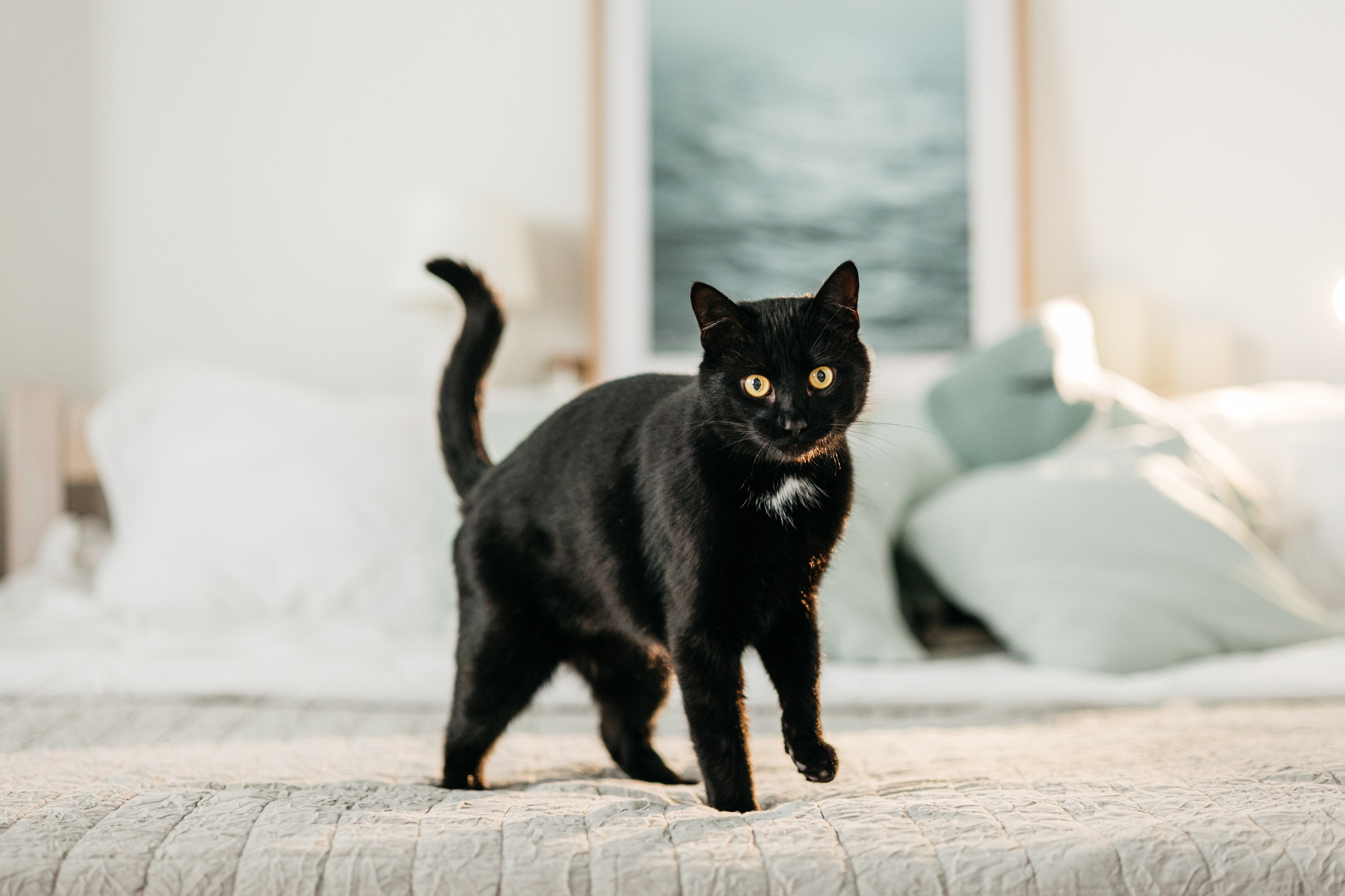 Кузя. Фотограф-анималист Елена Радченко, Москва