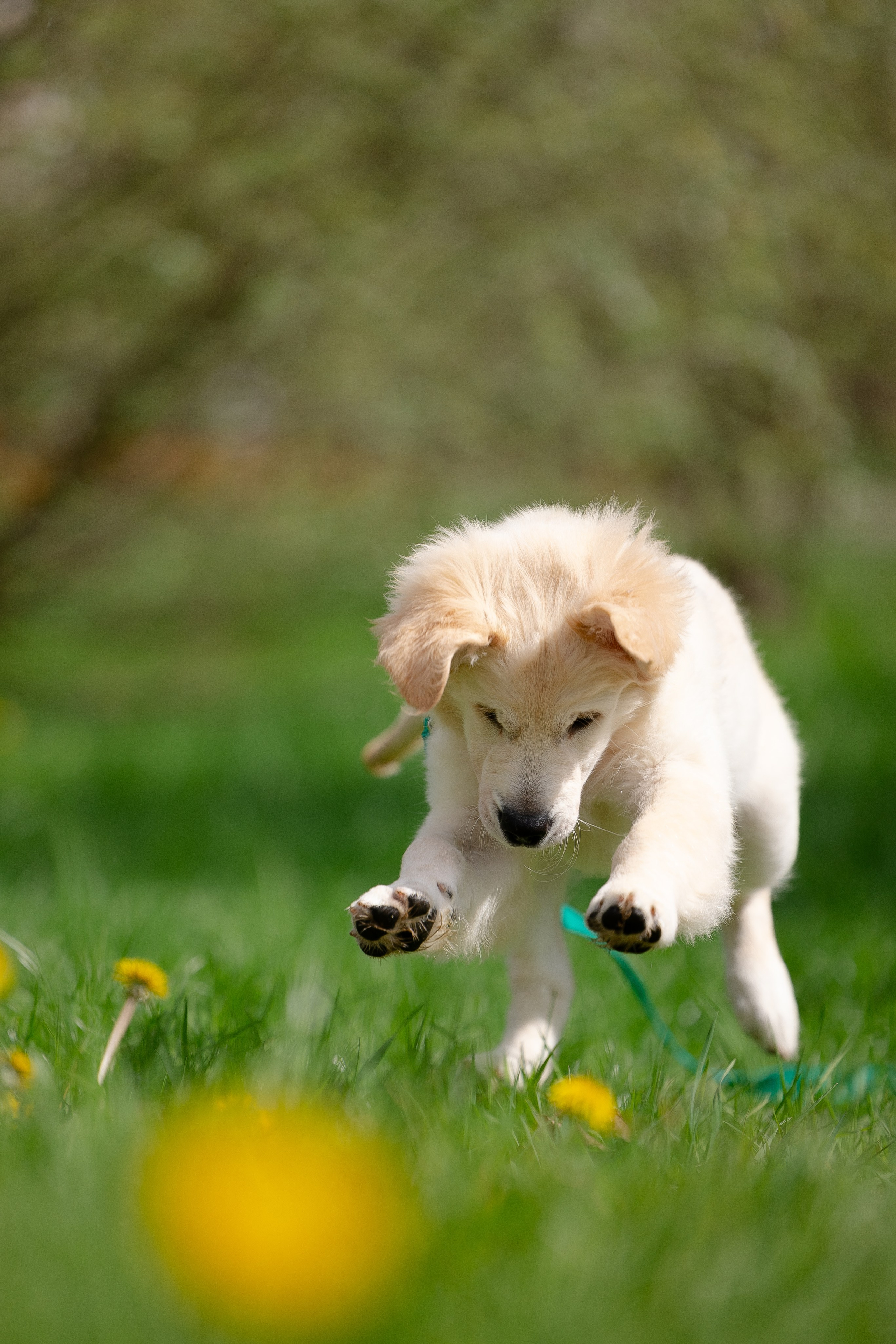 Голден ретривер. Фотограф и видеограф анималист Аганина Дарья
