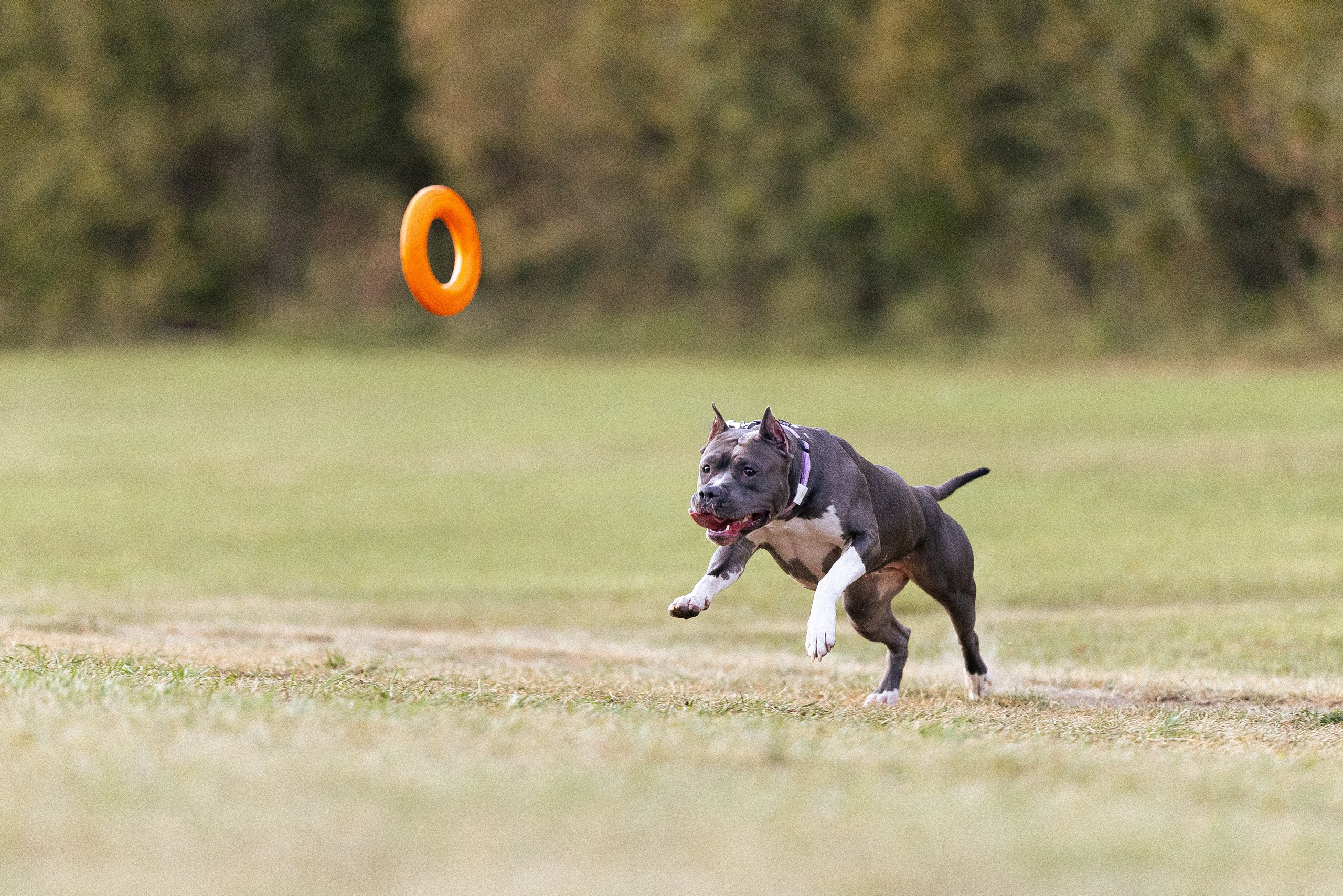 Катя, Леша, Лея и Трой. Фотограф и видеограф анималист Аганина Дарья