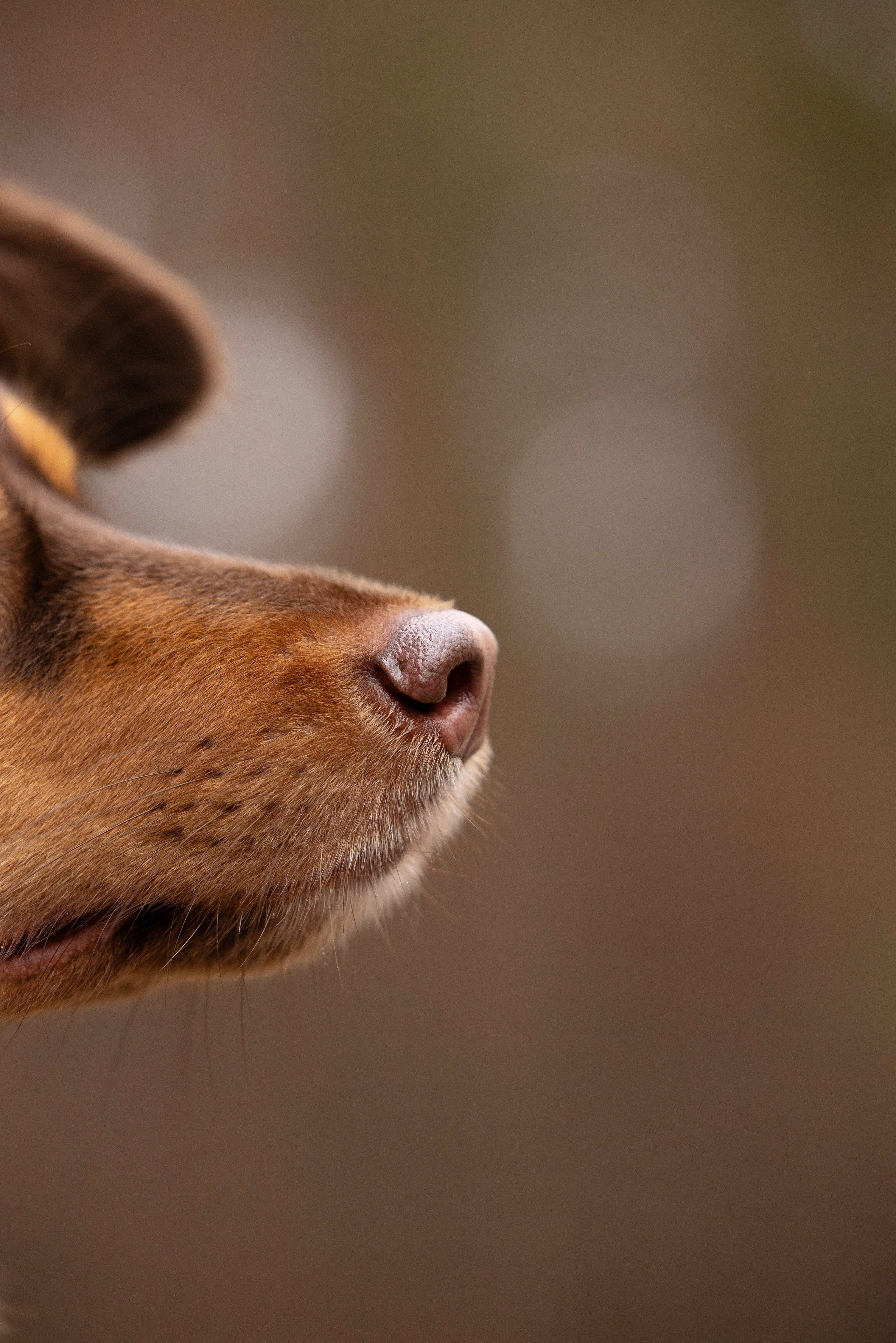 Катя и Мёд. Фотограф и видеограф анималист Аганина Дарья