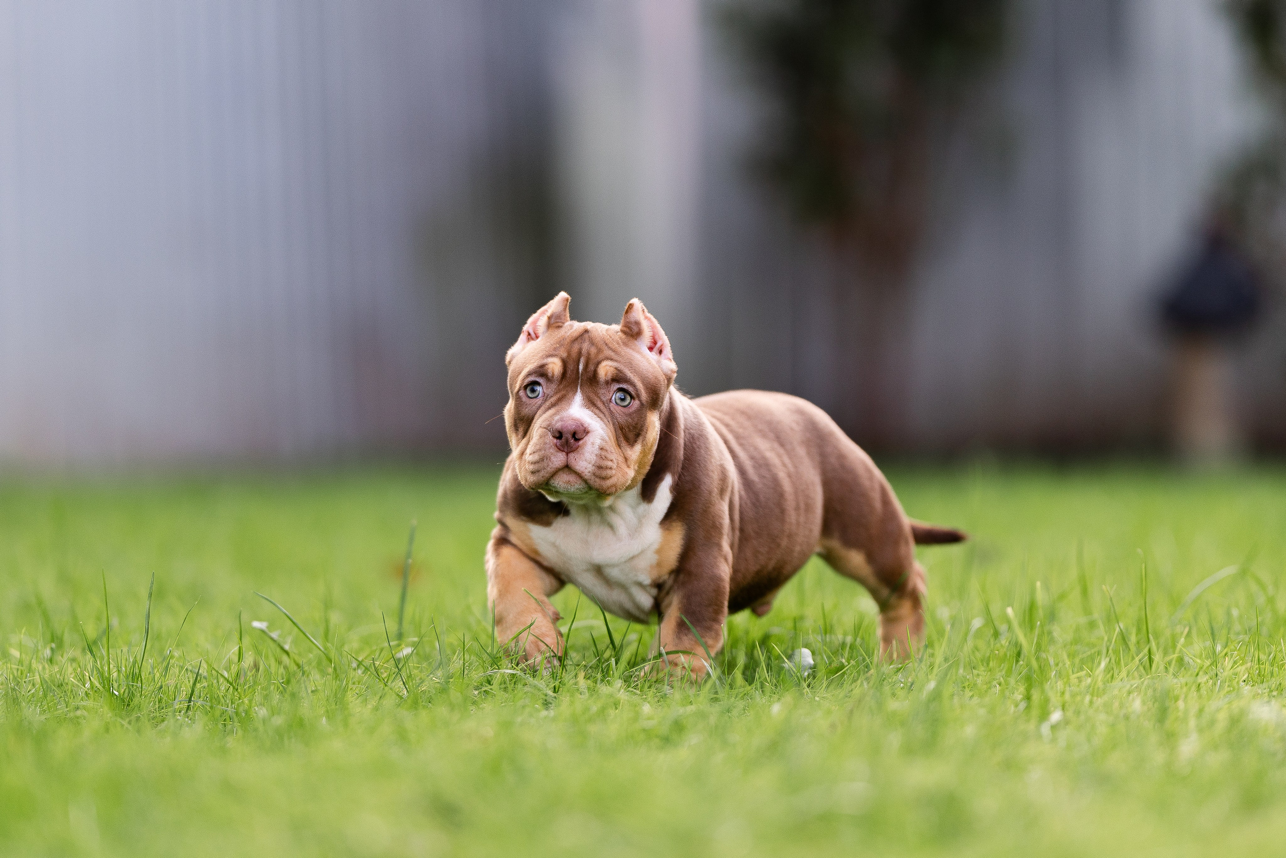 Булли. Фотограф и видеограф анималист Аганина Дарья