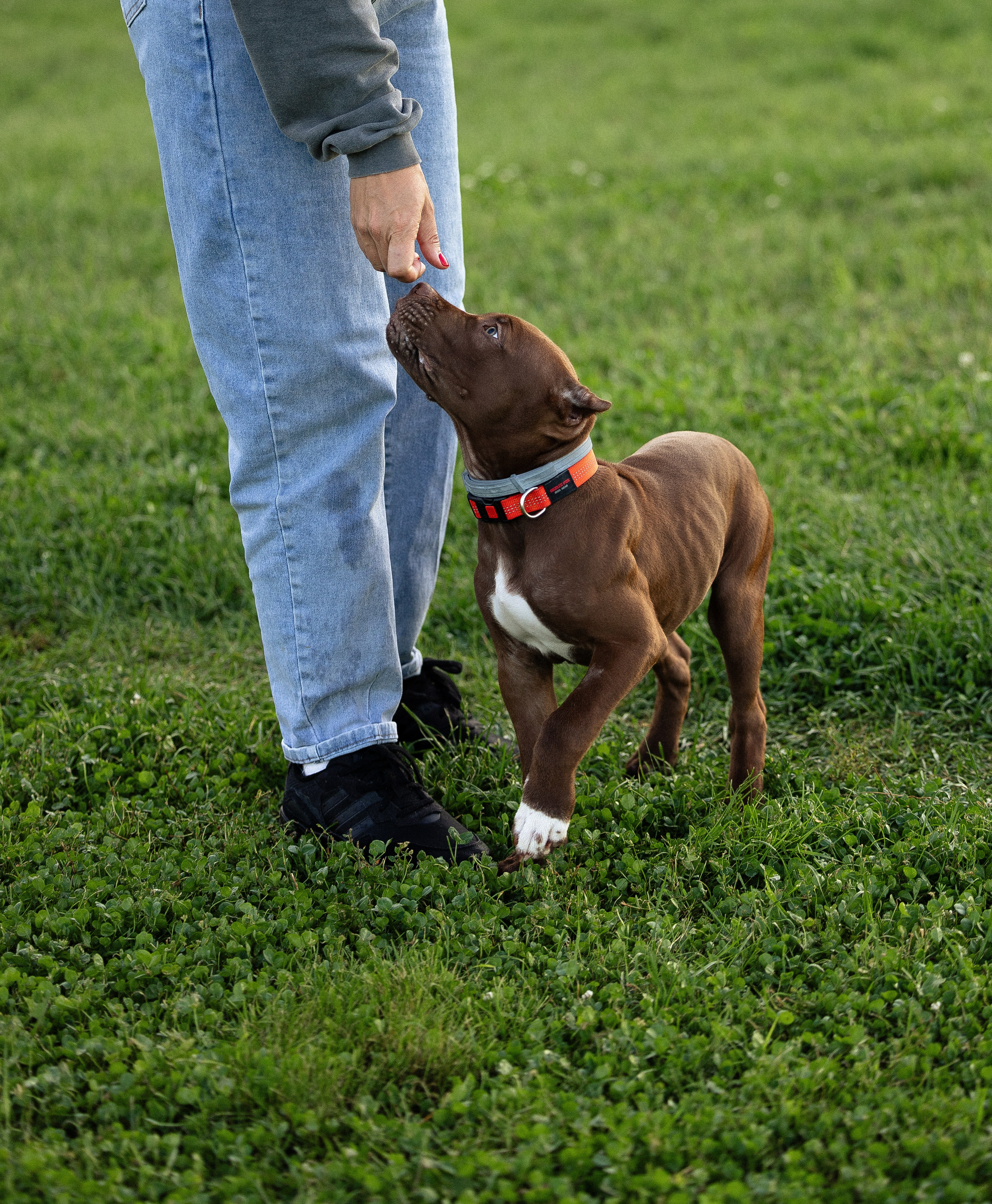 Елена и Хан. Фотограф и видеограф анималист Аганина Дарья