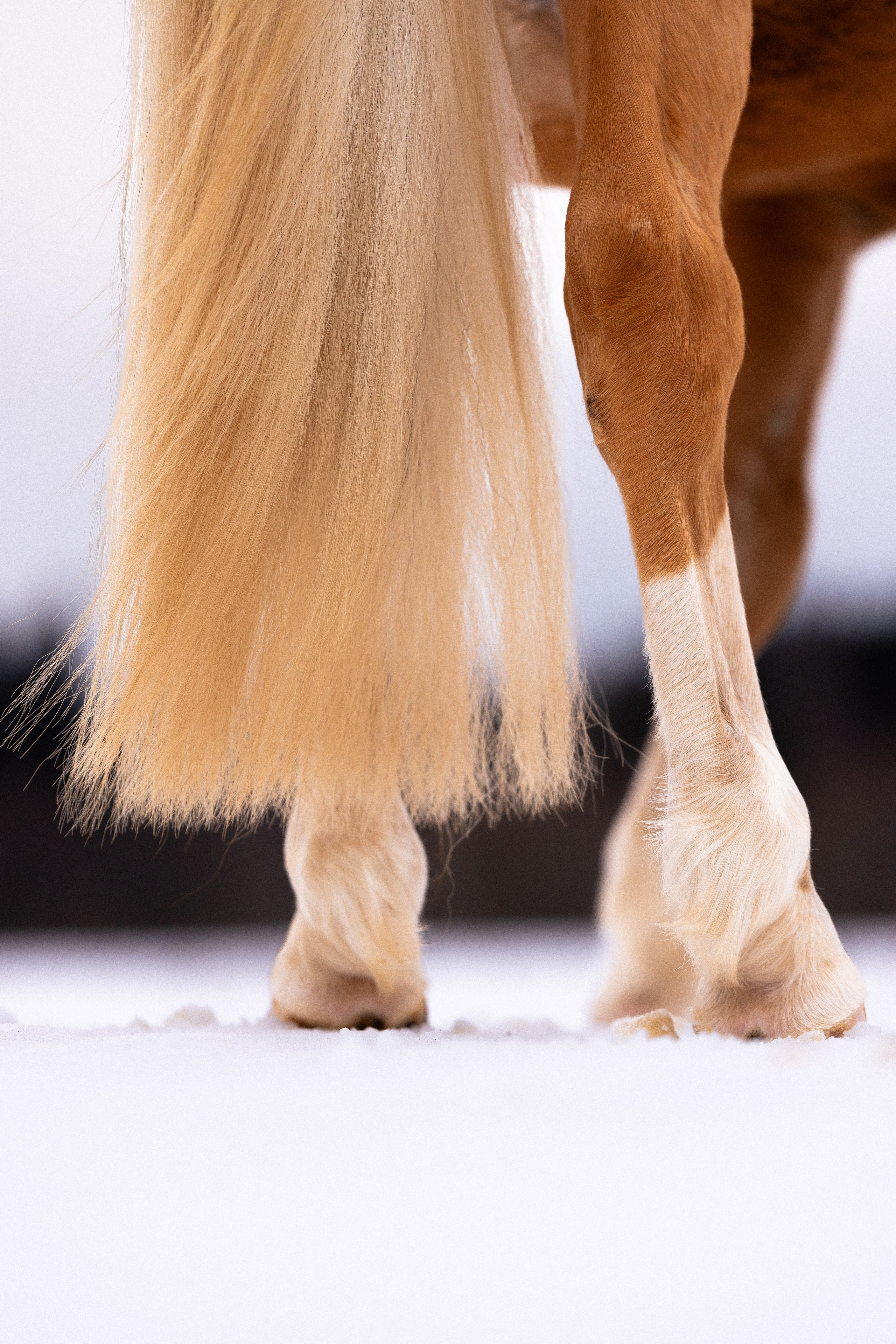 Бейкер. Фотограф и видеограф анималист Аганина Дарья