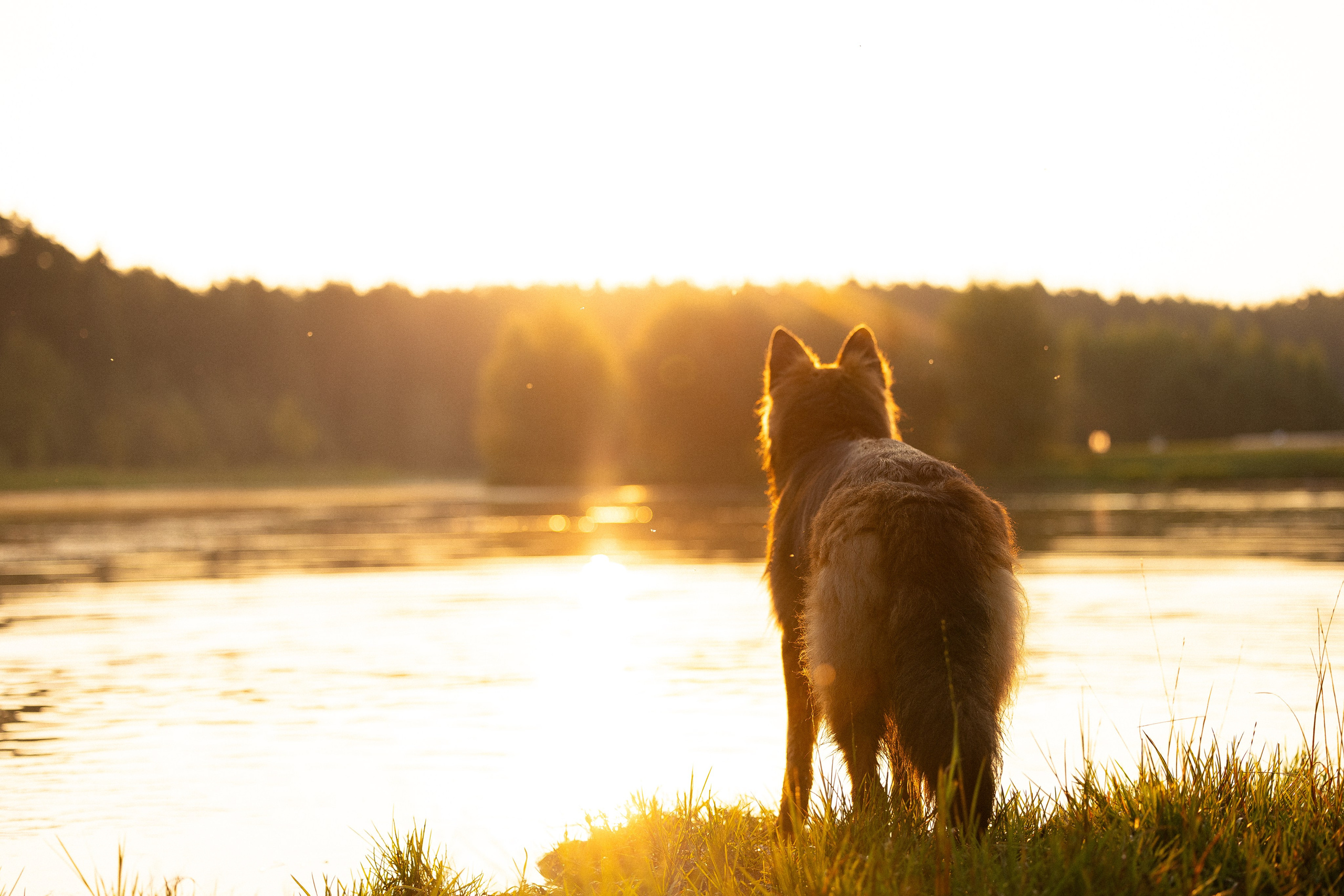 Алена, Матвей, Фанни и Фрея. Фотограф и видеограф анималист Аганина Дарья