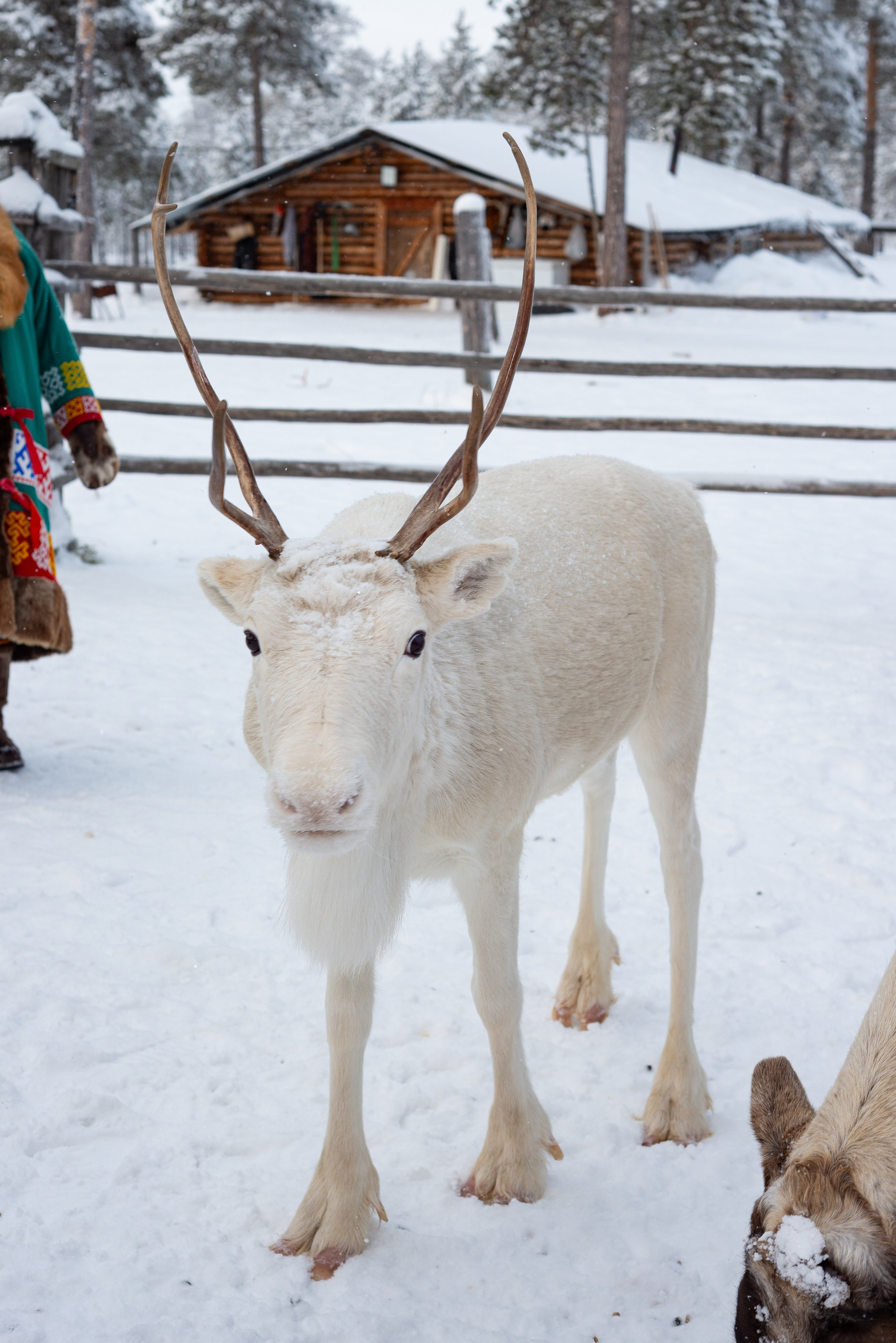 Северные Олени. Фотография — это миг, который фиксирует вечность
