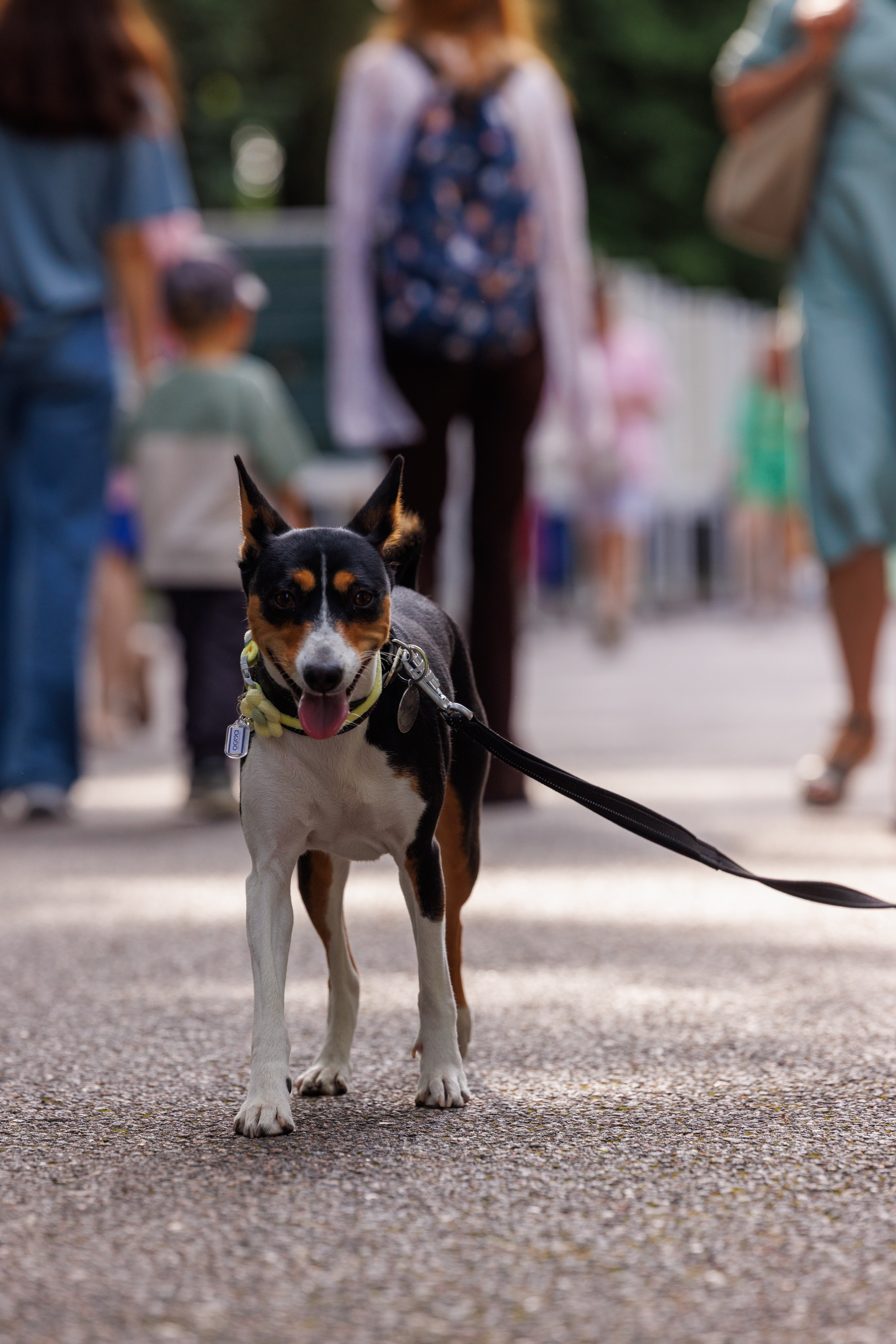 PetShopDays2026. Фотограф Александр Заломаев