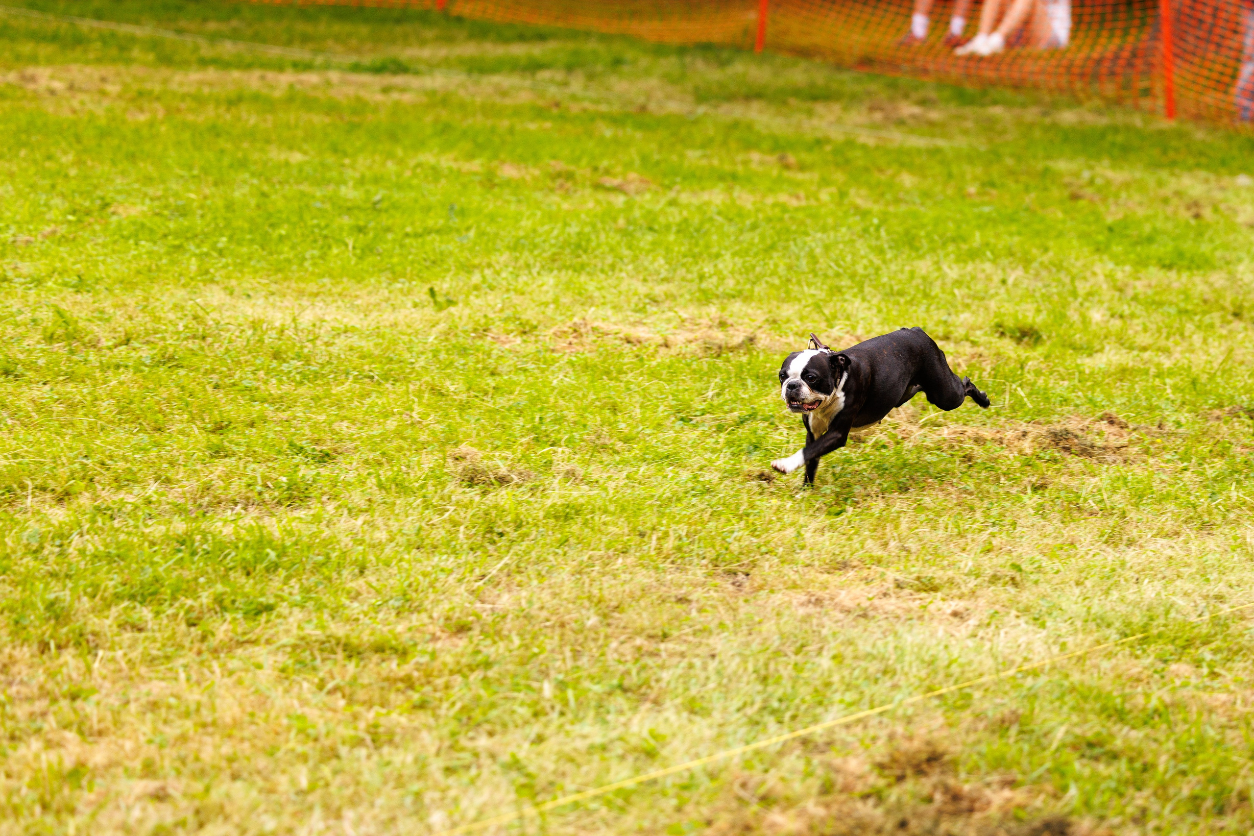 PetShopDays2026. Фотограф Александр Заломаев