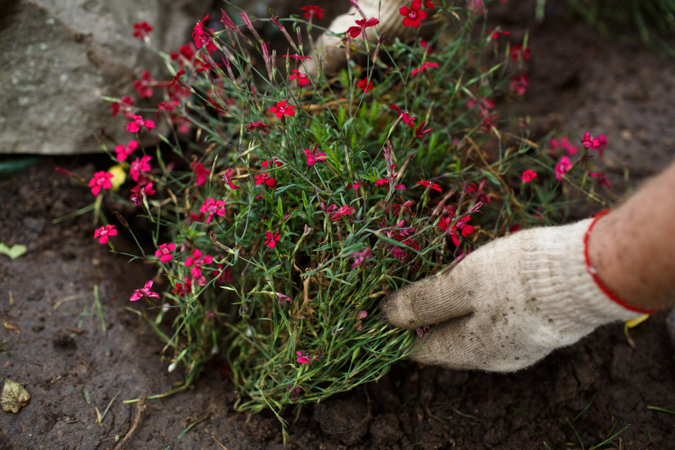 Ландшафтный дизайн. Фотограф Наталья Молчанова