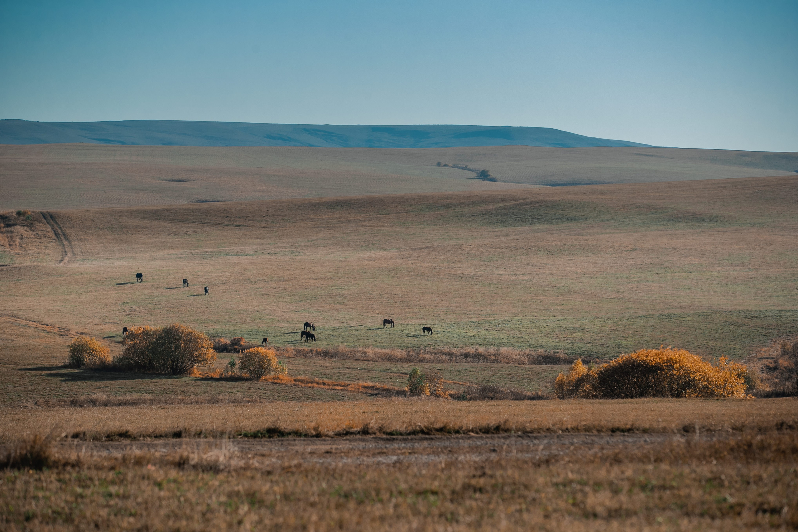 Фототуры в Карачаево-Черкессии 2019-2020. Фотограф-анималист Ксендзова Кристина