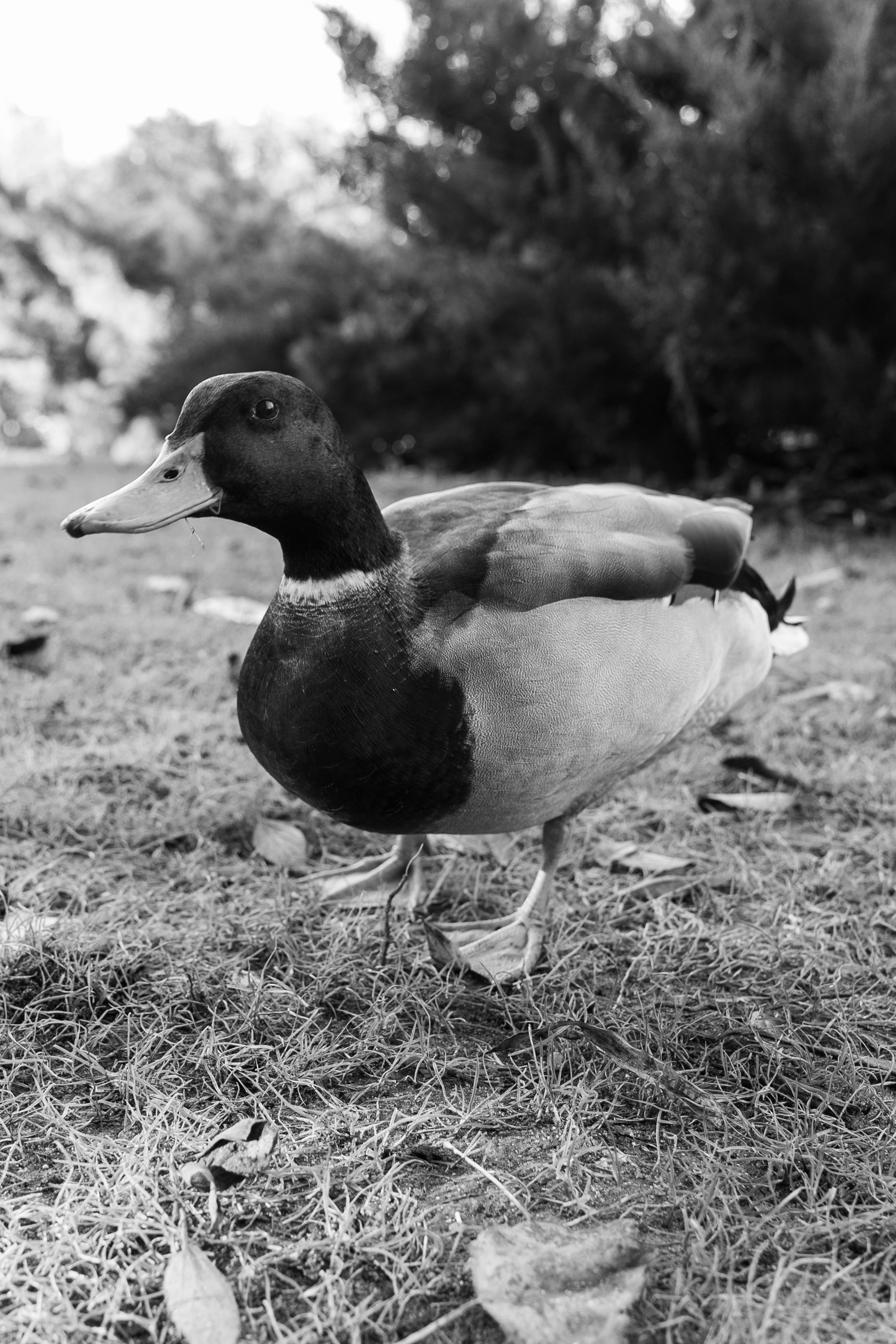 Art prints. Фотограф алина стерхова, алина стерхова фотограф, фотограф москва