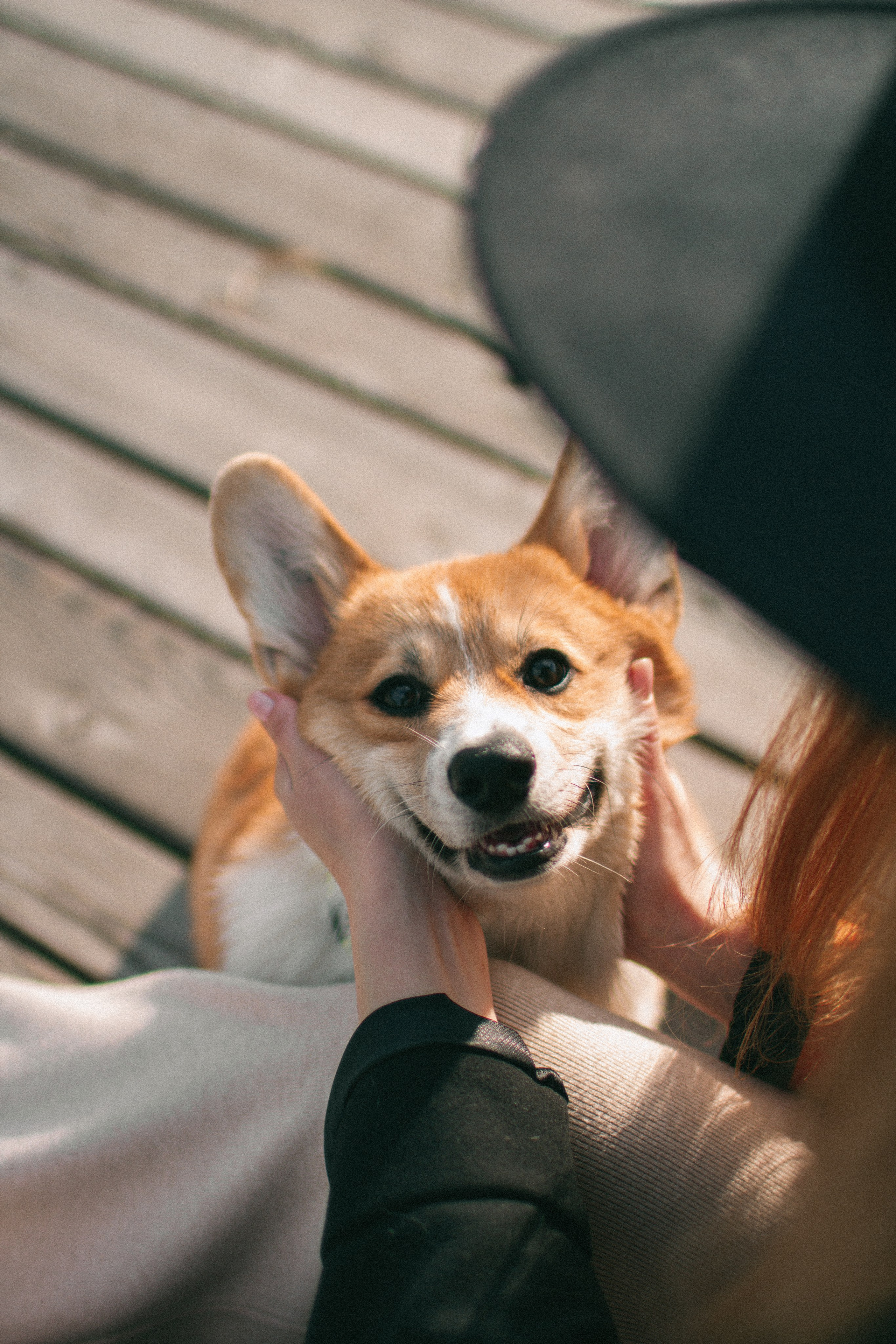 Marina & Persik. Portrait photographer in New York, Yulia Zubova