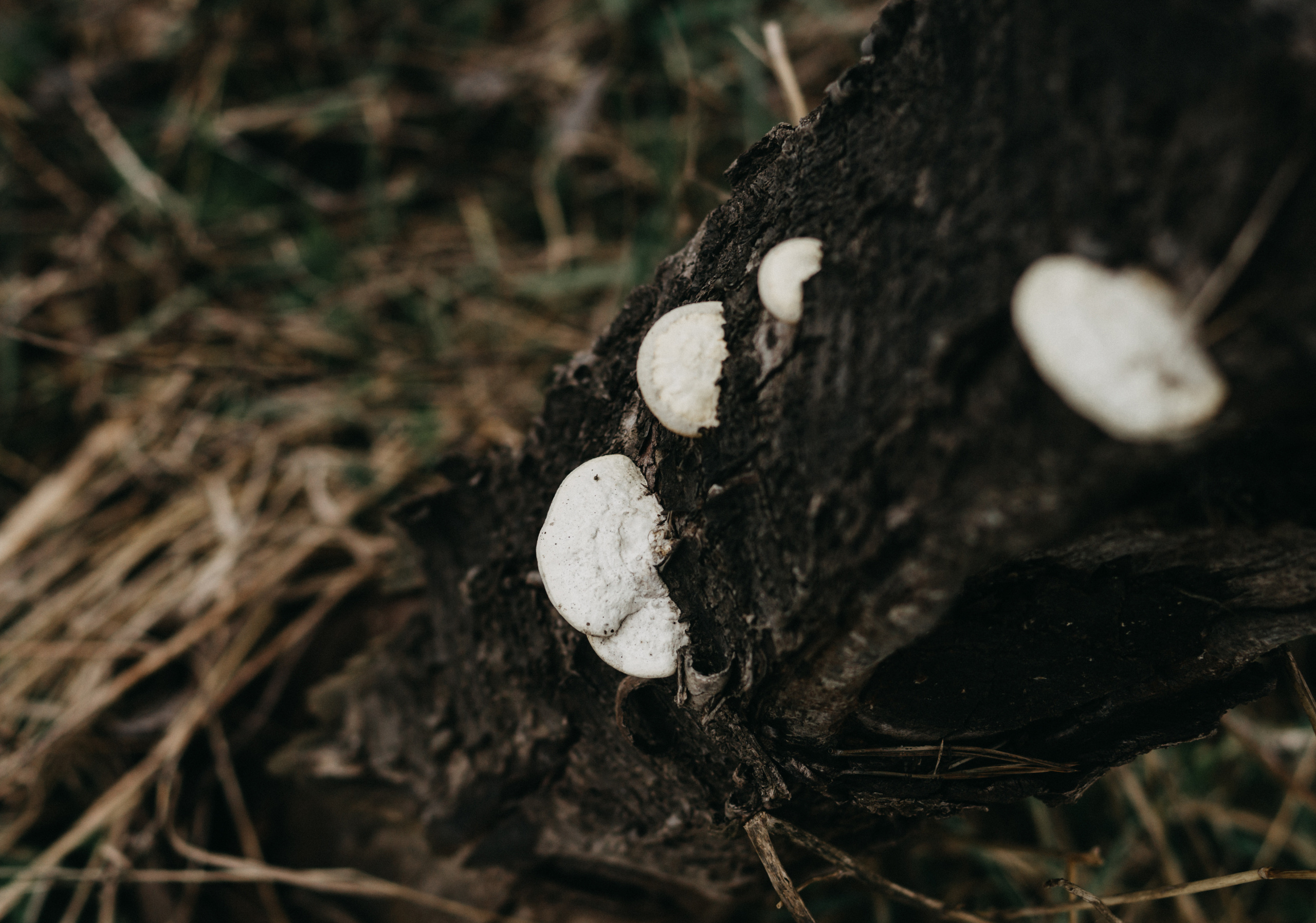 Природа. Свадебный и семейный фотограф в Краснодаре и Краснодарском крае