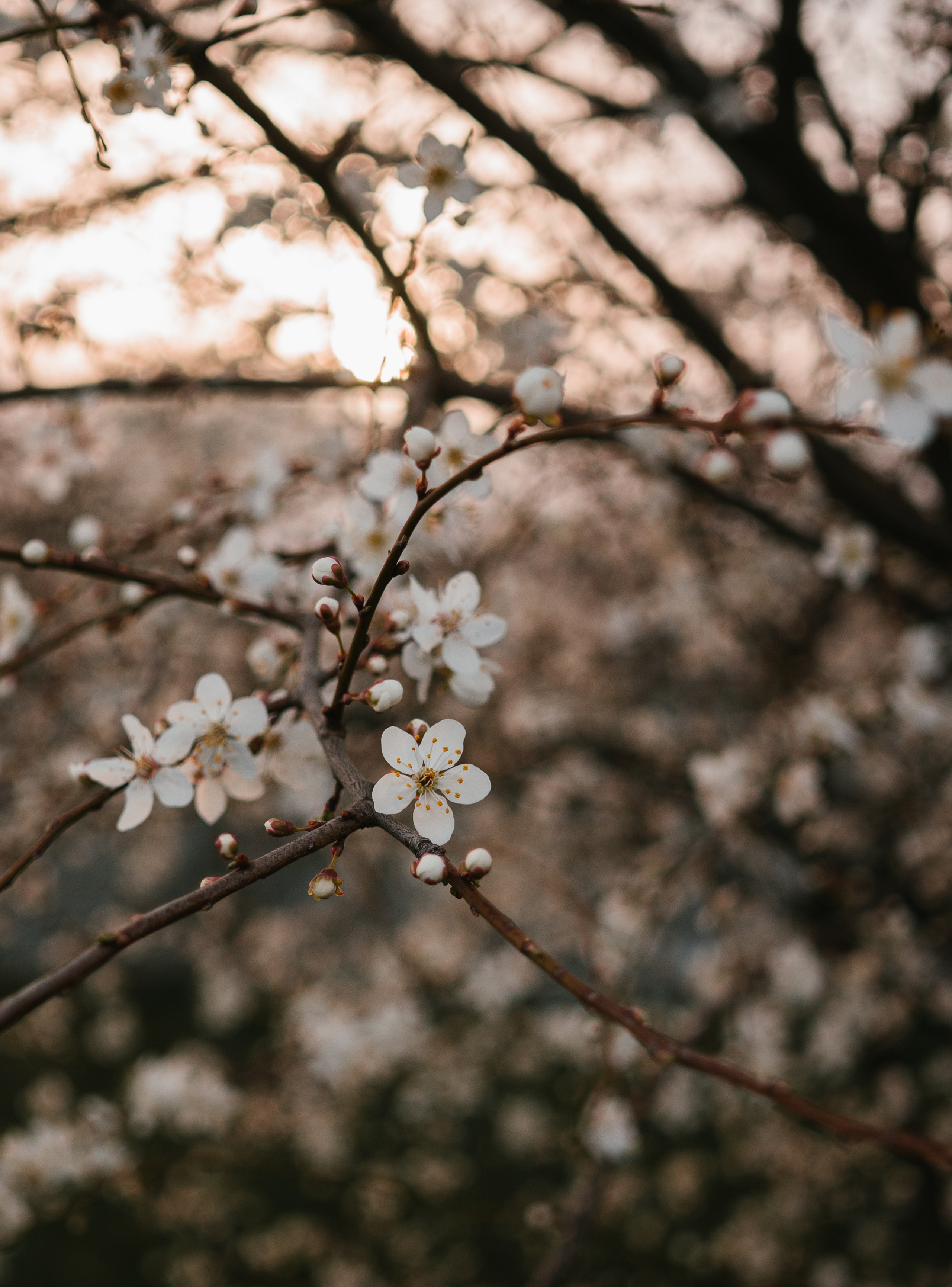 Природа. Свадебный и семейный фотограф в Краснодаре и Краснодарском крае