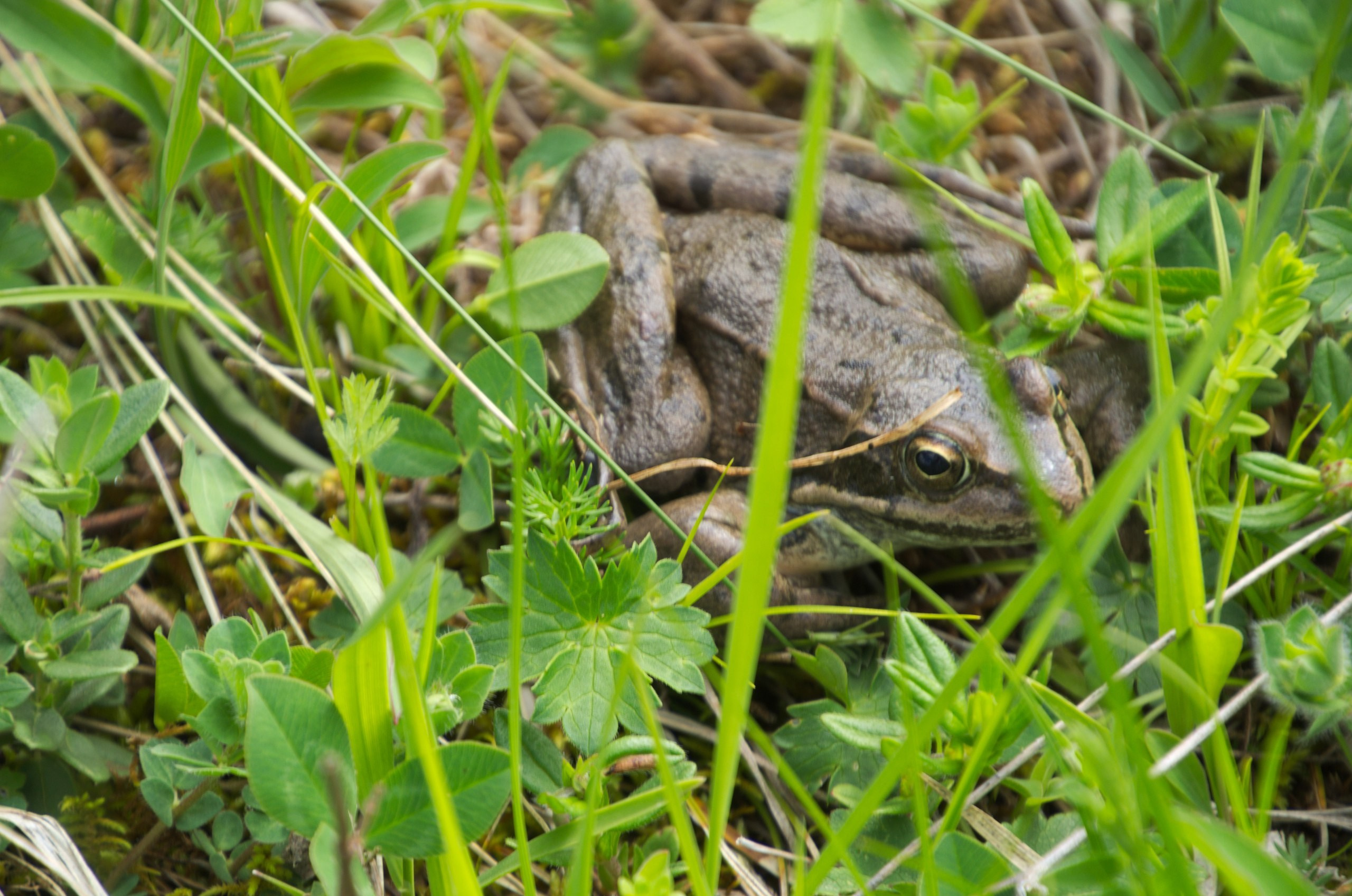Чечня+Ингушетия | 10-12.06.2017. Галерея Фантим