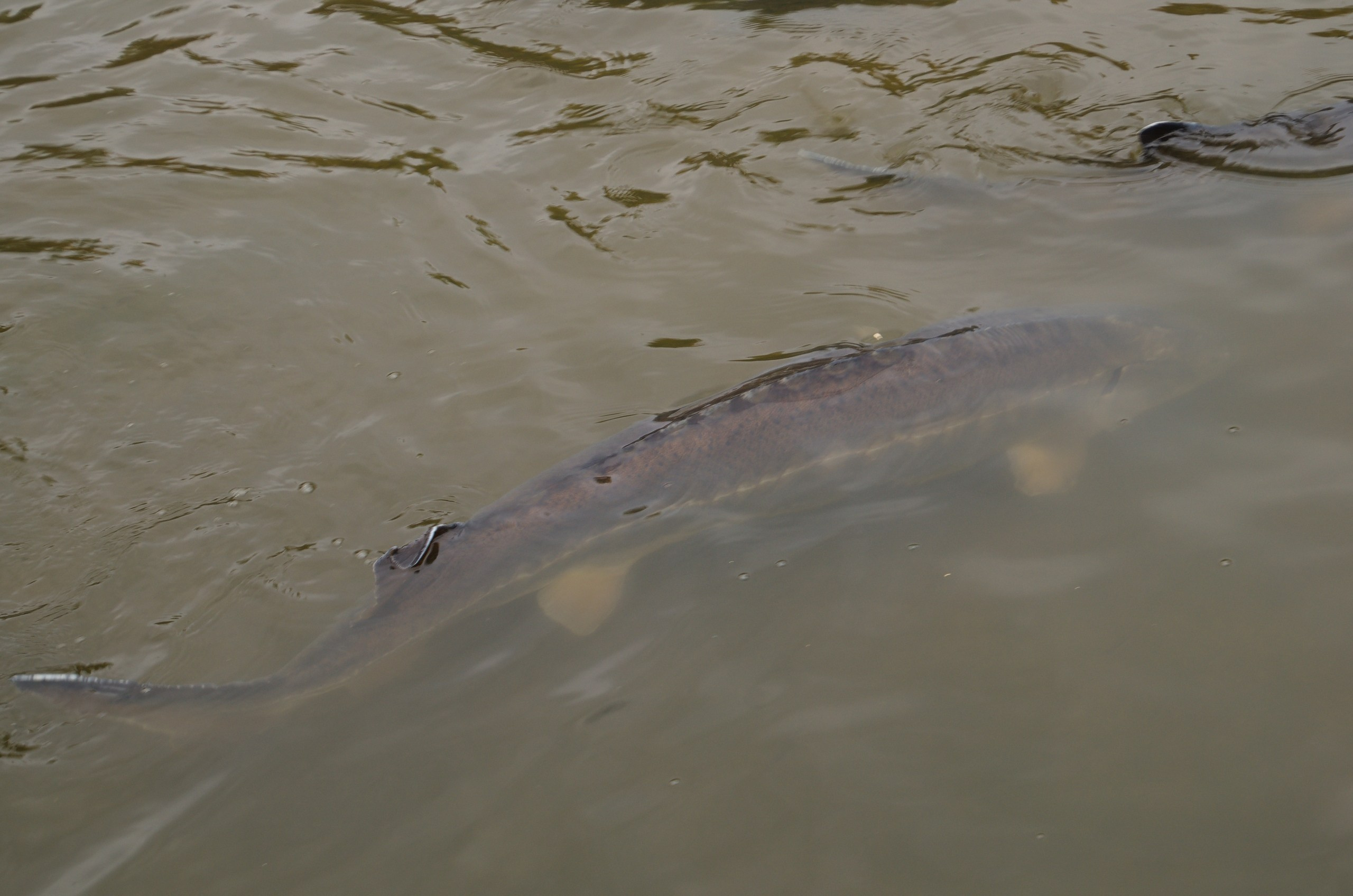 Астрахань | 17-18.10.2020. Галерея Фантим