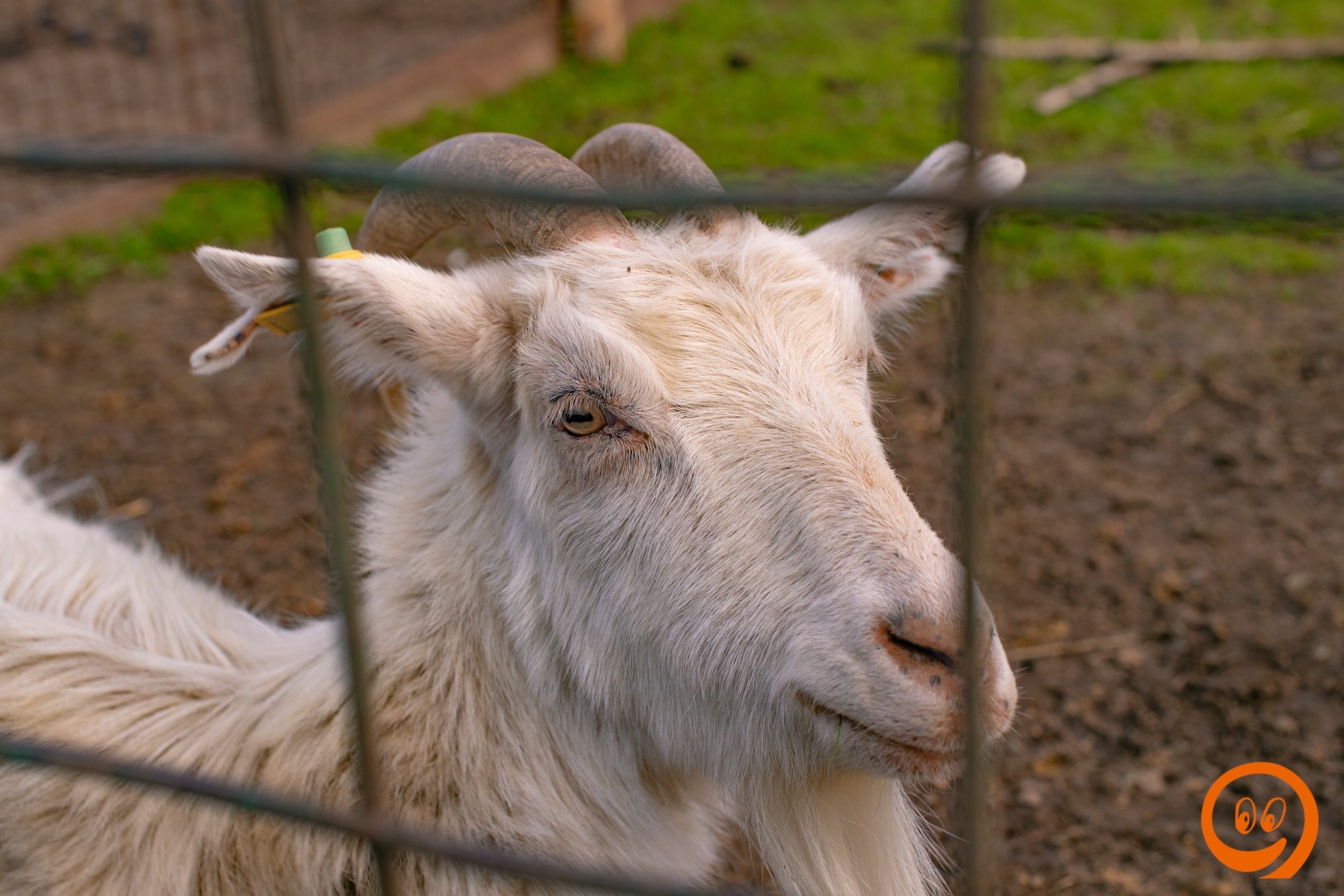 Шашлыки | 08.05.2025. Галерея Фантим