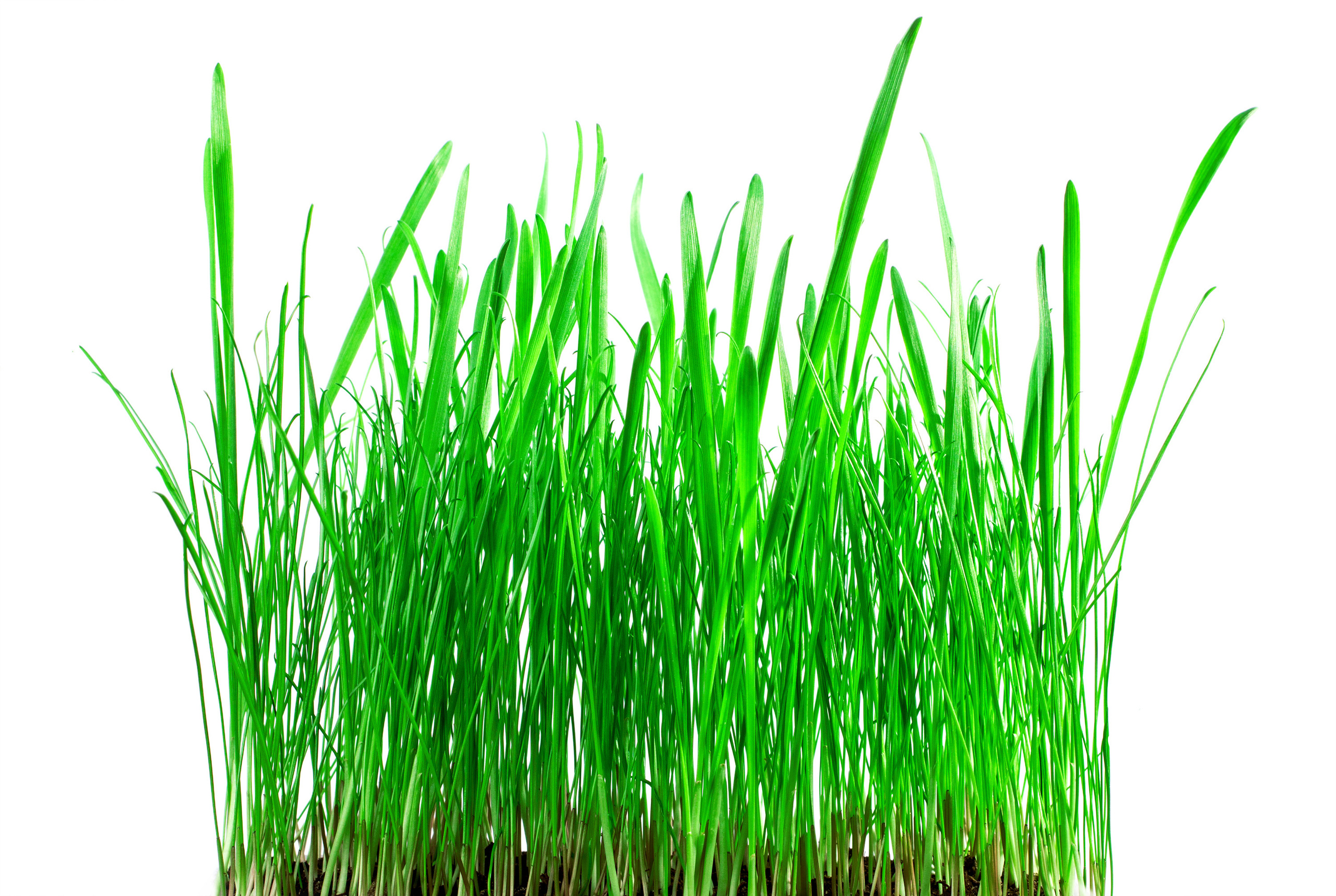 Предметная фотография. Свадебный фотограф Дмитрий Гладков