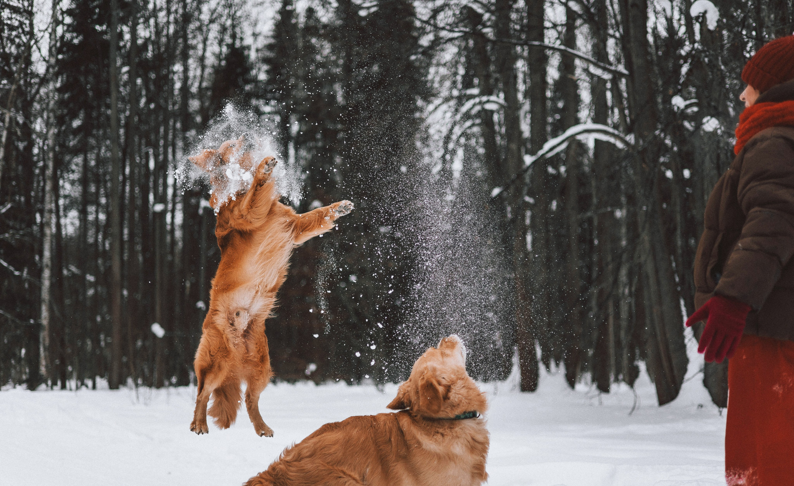 Саша, Юля, Грэй и Джой. Фотограф-анималист Богданова Полина