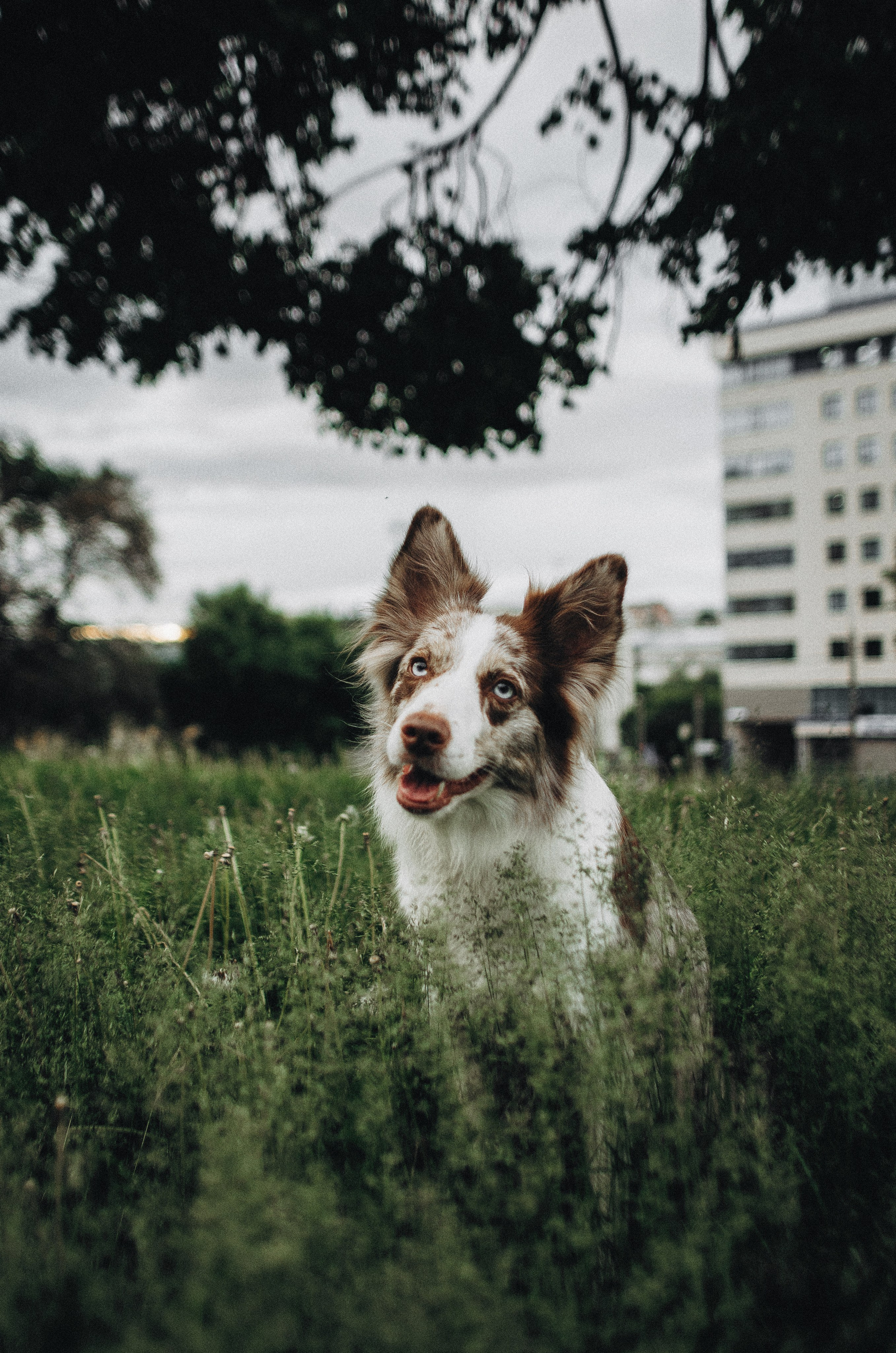 Алина и Бруна. Фотограф-анималист Богданова Полина