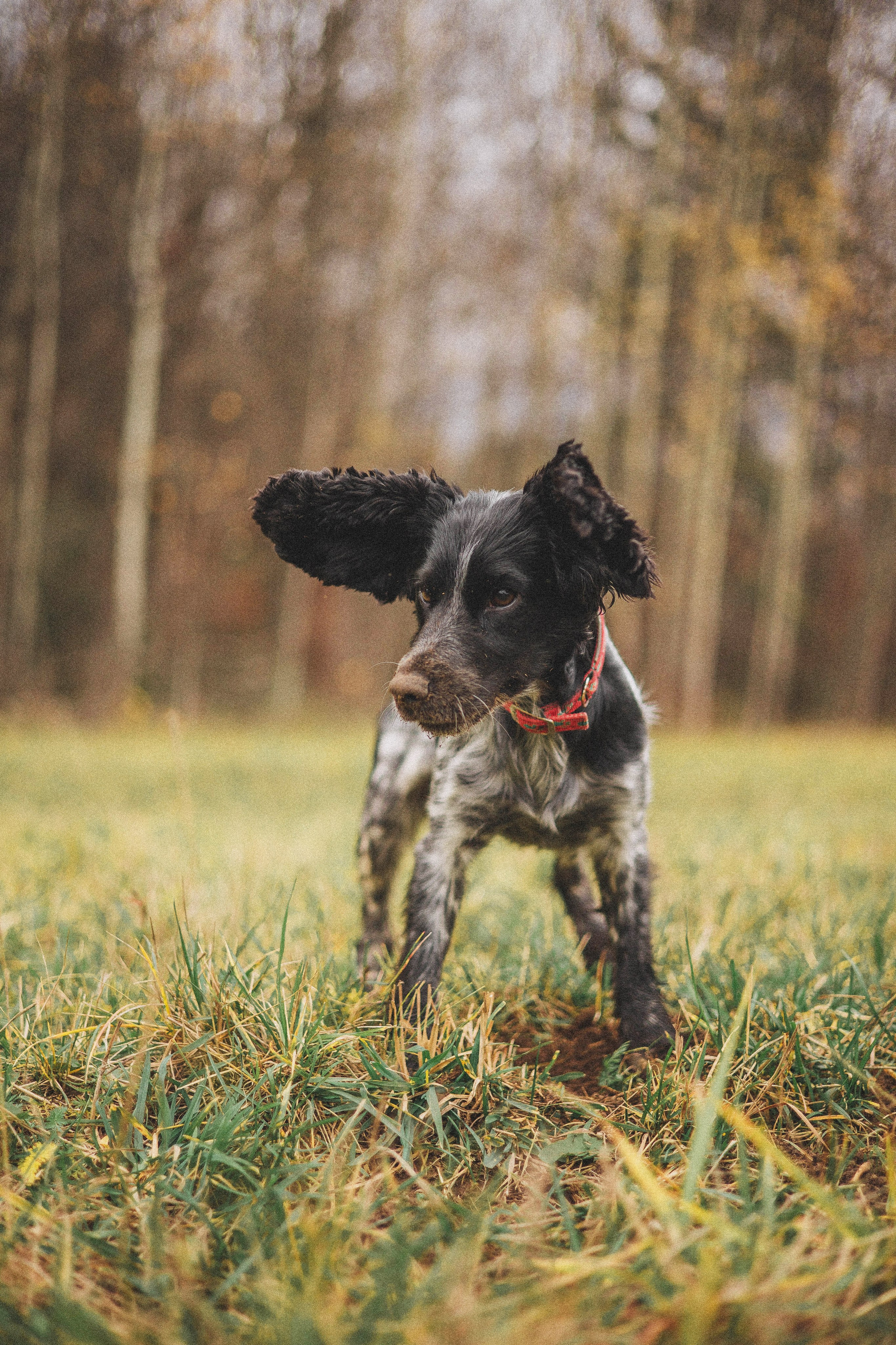 Вика и Ава. Фотограф-анималист Богданова Полина