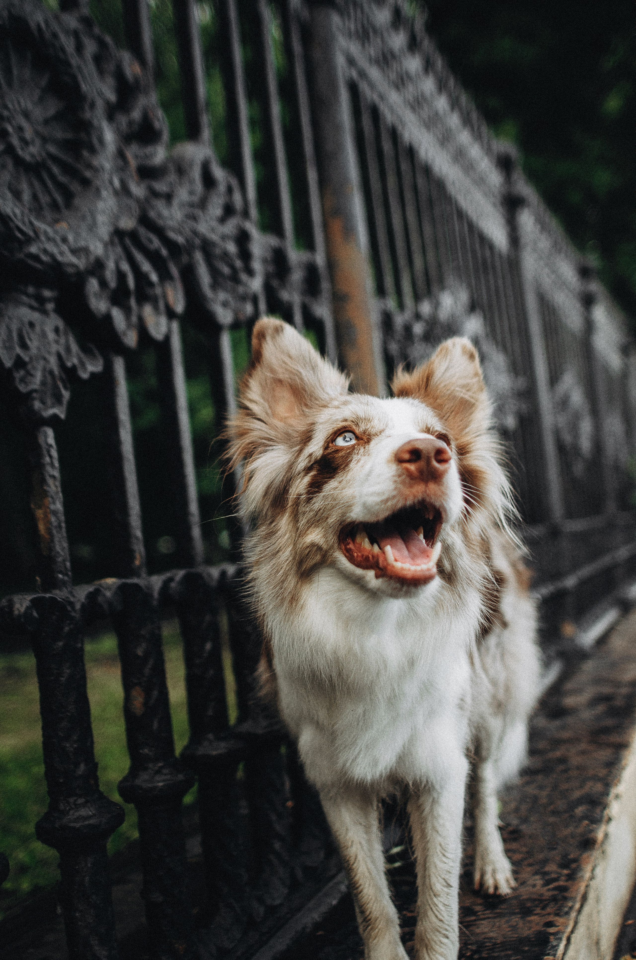 Алина и Бруна. Фотограф-анималист Богданова Полина