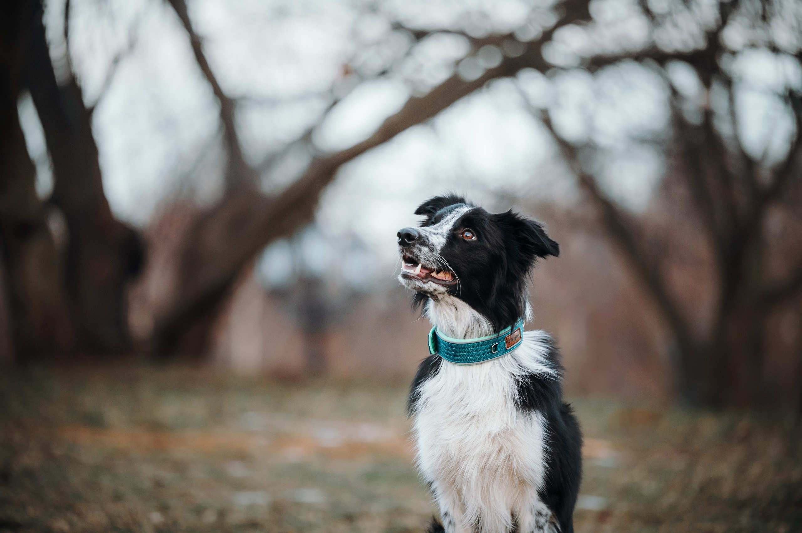 MagWay. Семейный фотограф анималист Ананьева Мария — Москва