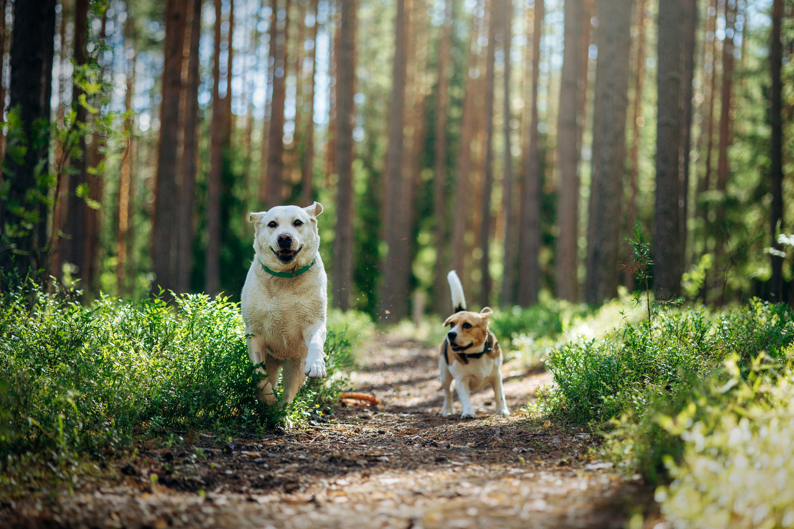 Котофеи и их семья. Фотограф — Анималист | Санкт-Петербург