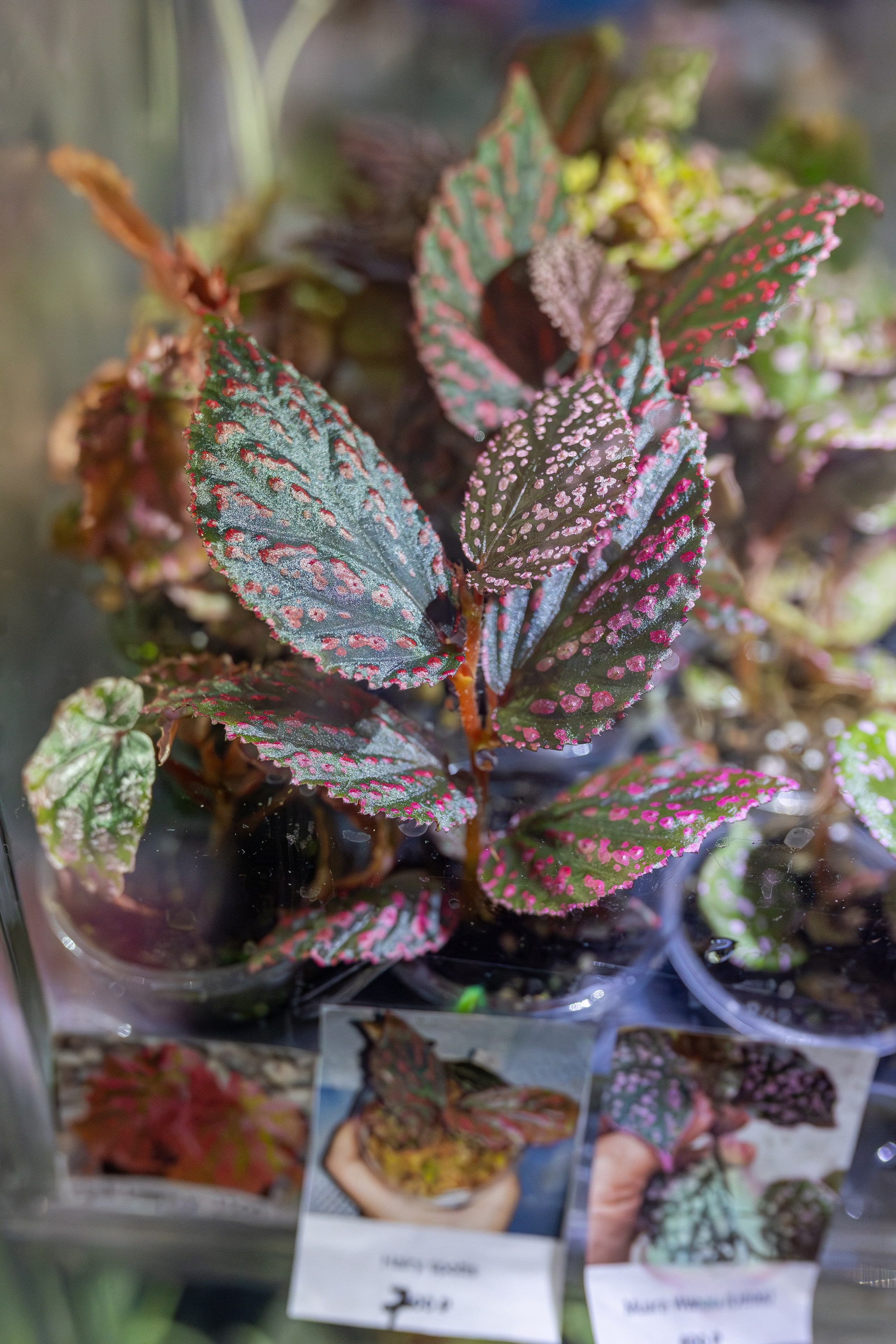 Монстериум апрель 2026. Александра Куликова фотограф, Москва