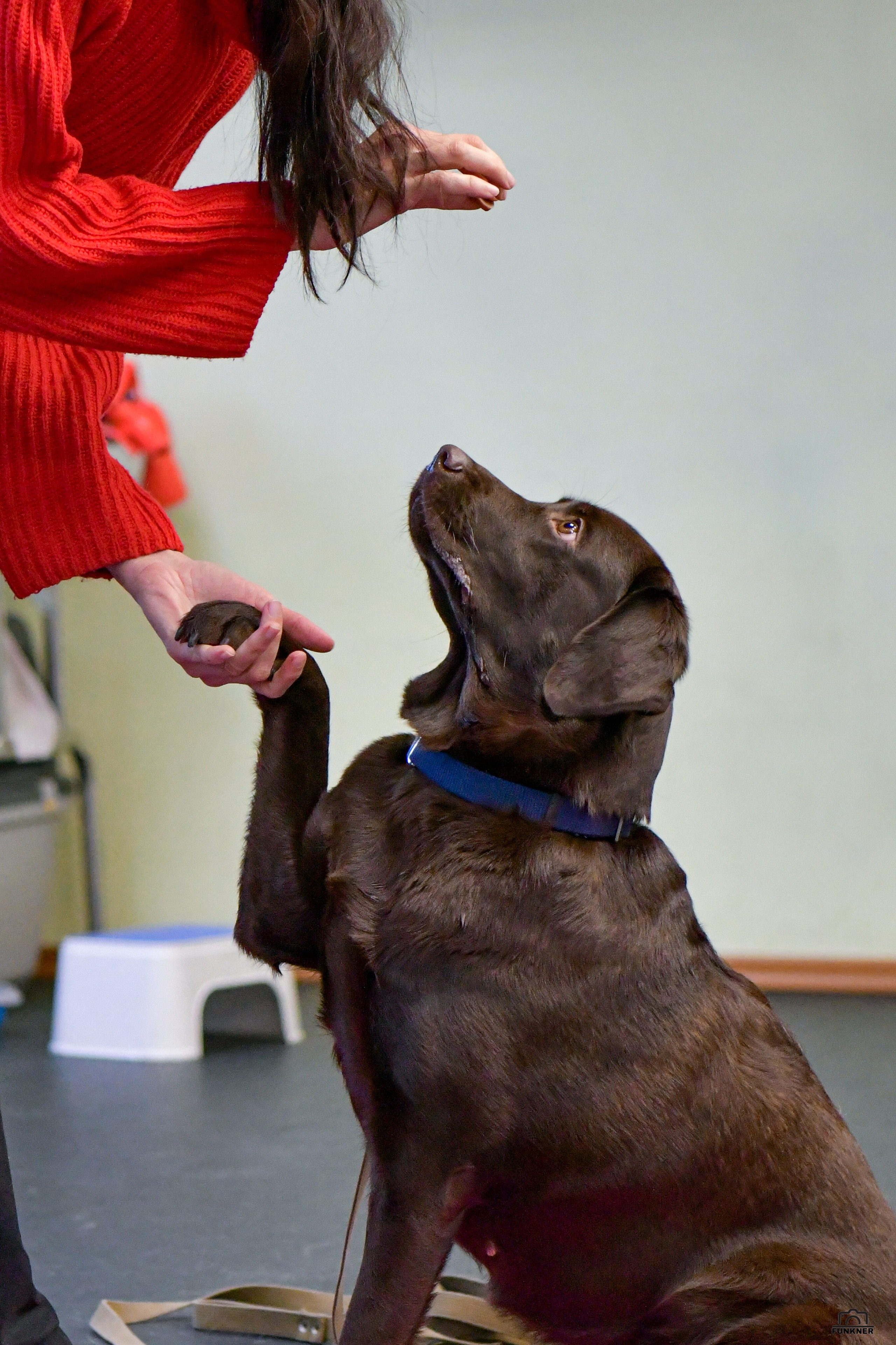 Кинологический клуб «Бодрый хвост». Свой взгляд через объектив