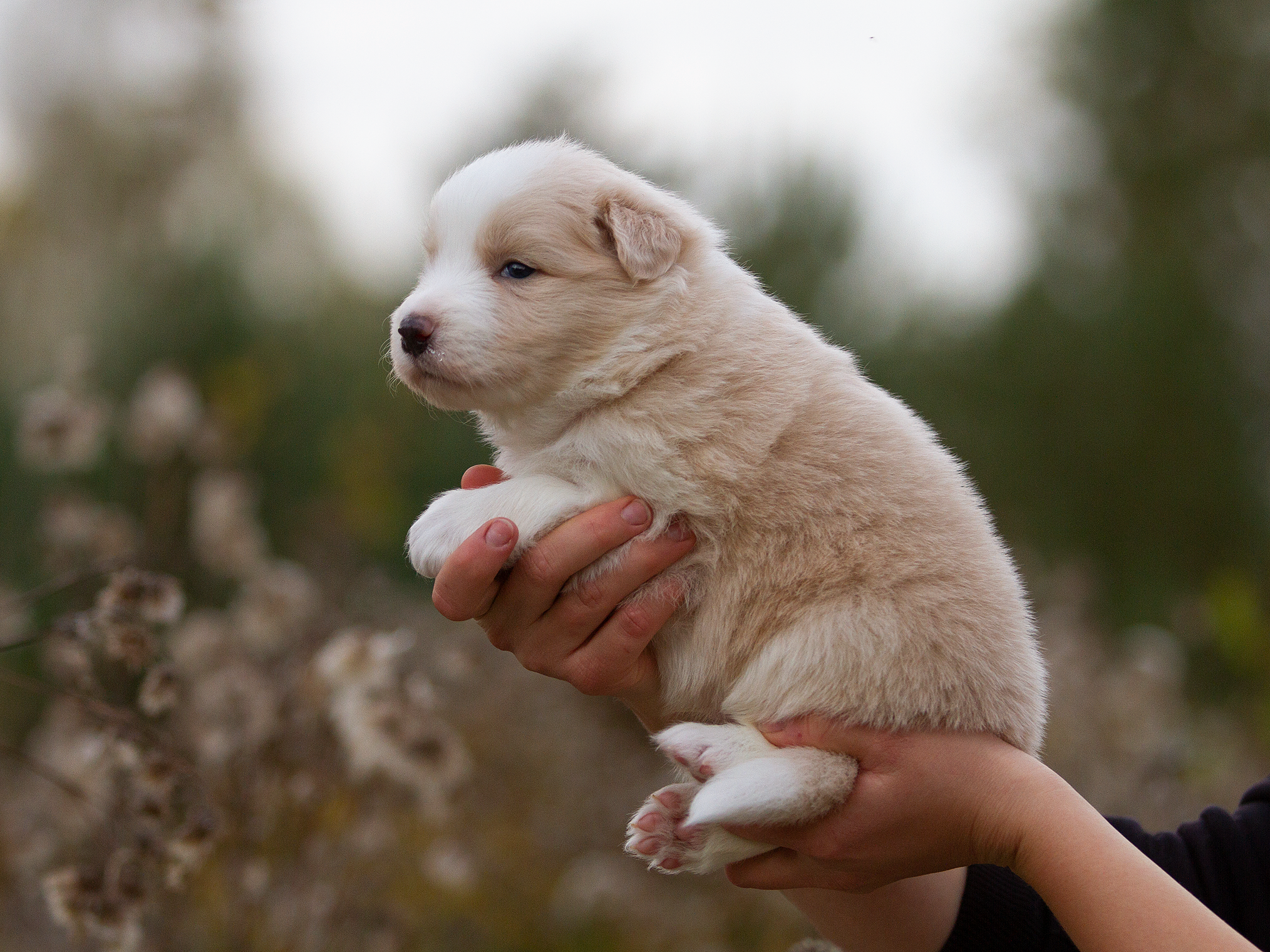 Щенки. Фотограф-анималист в Москве и МО Самойлова Марина