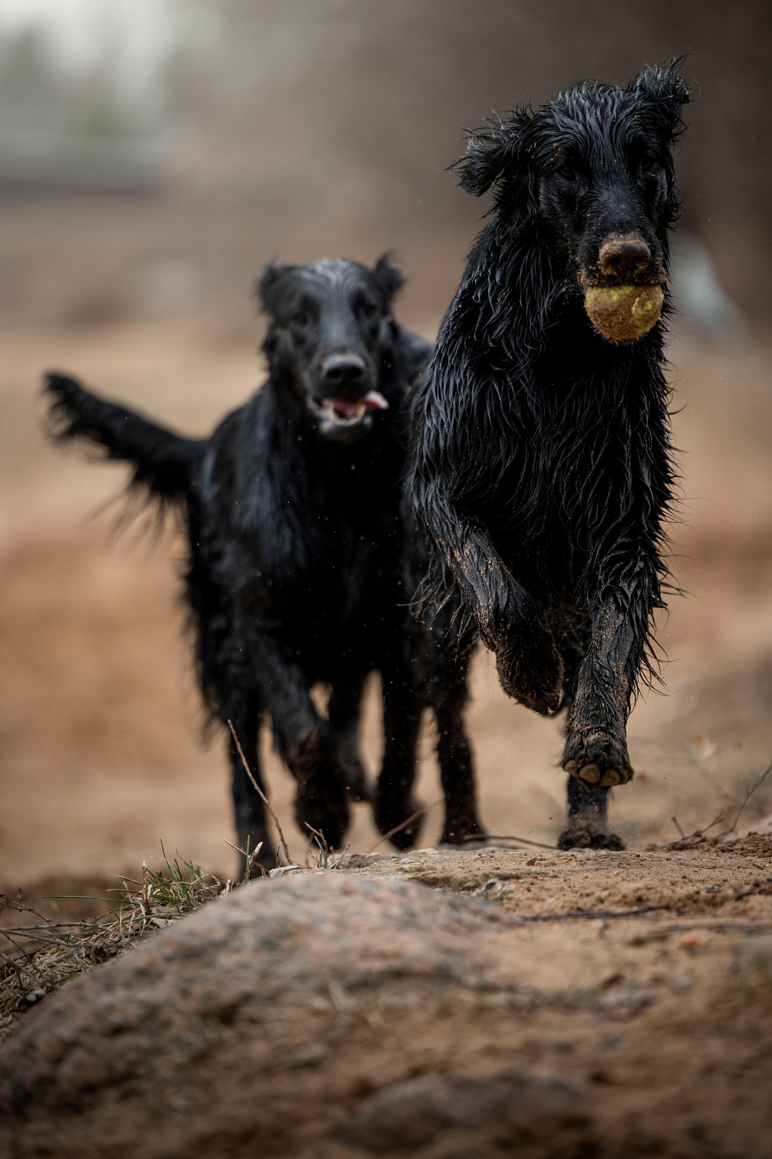 Ора, Ева, Рози и их семья. Фотограф — Анималист | Санкт-Петербург