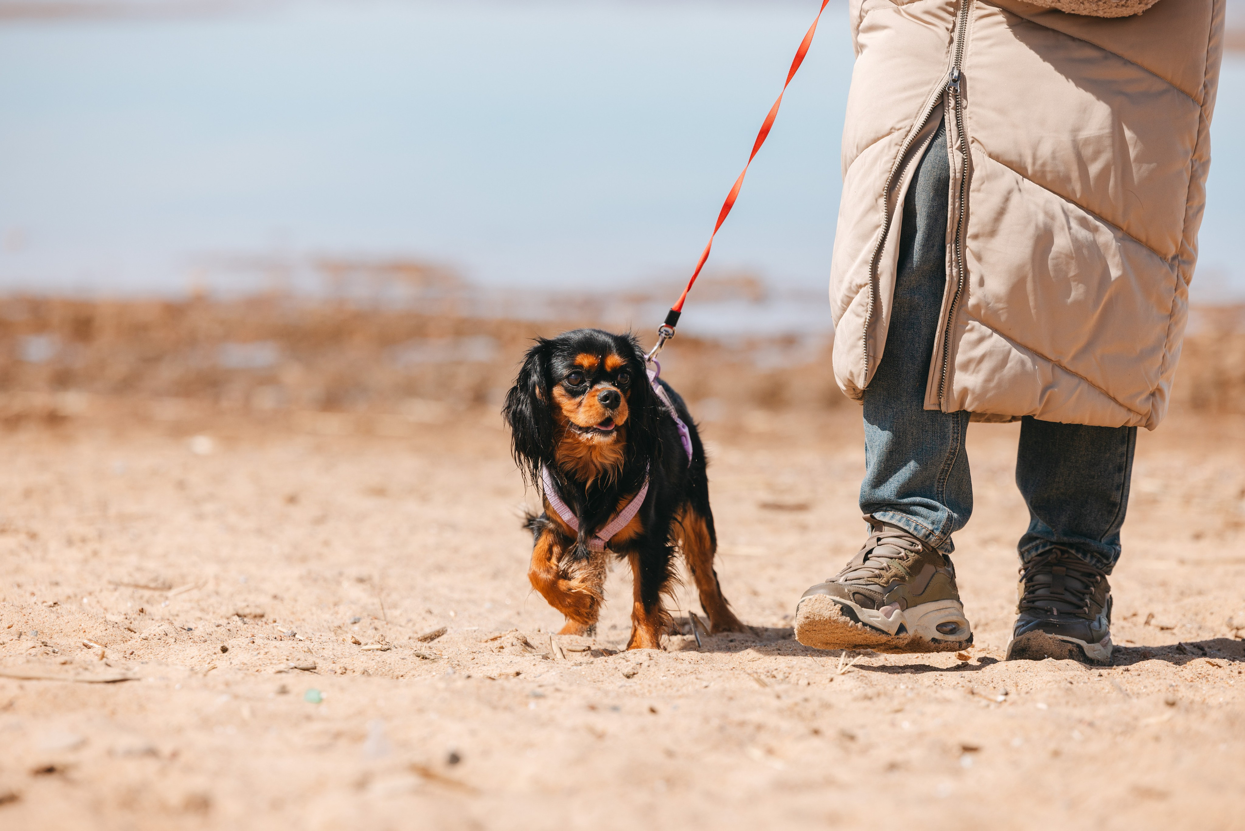 Спанимания. Фотограф анималист Осипчикова Мария