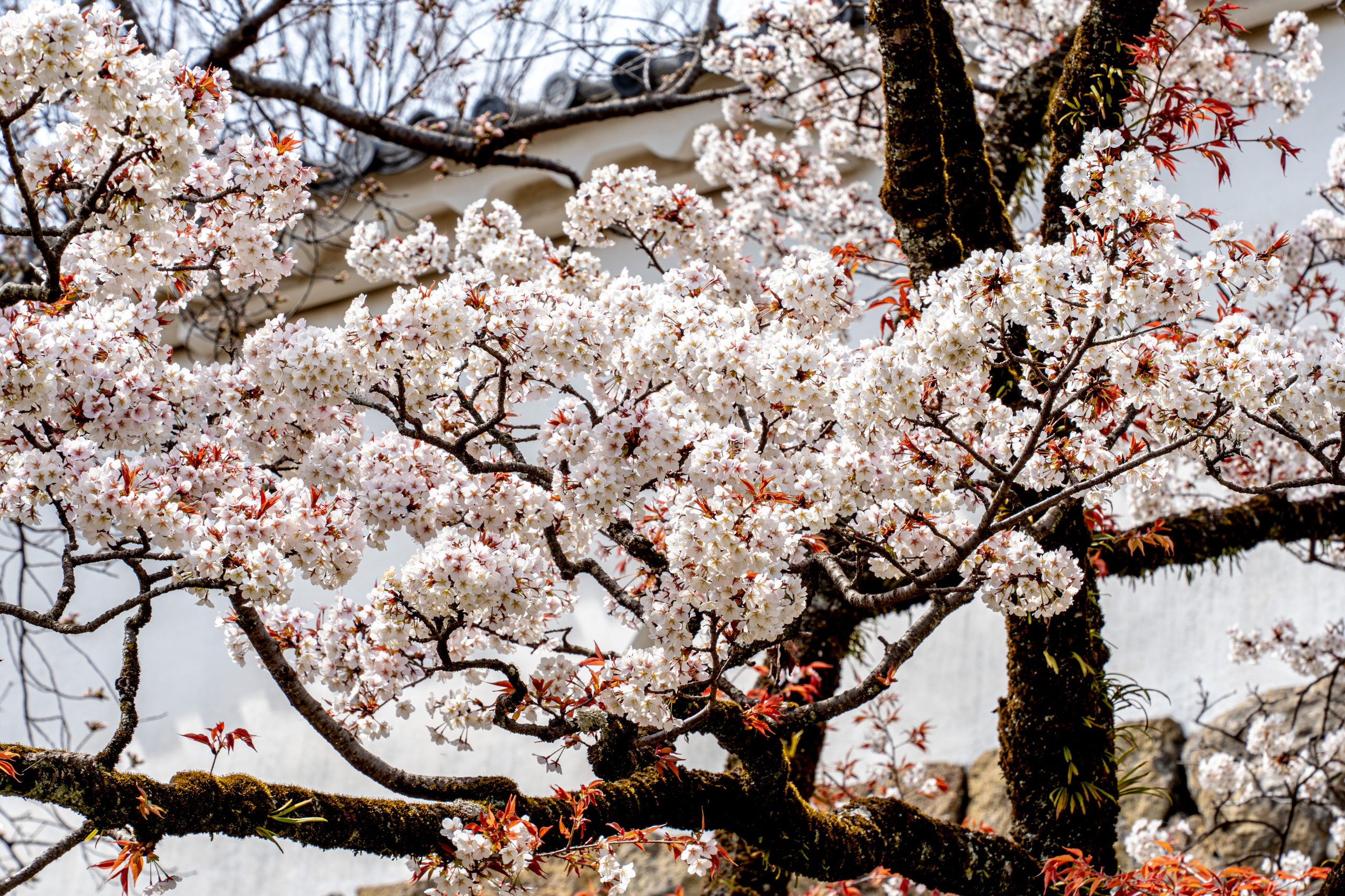 Япония, сакура. Творческие сьемки