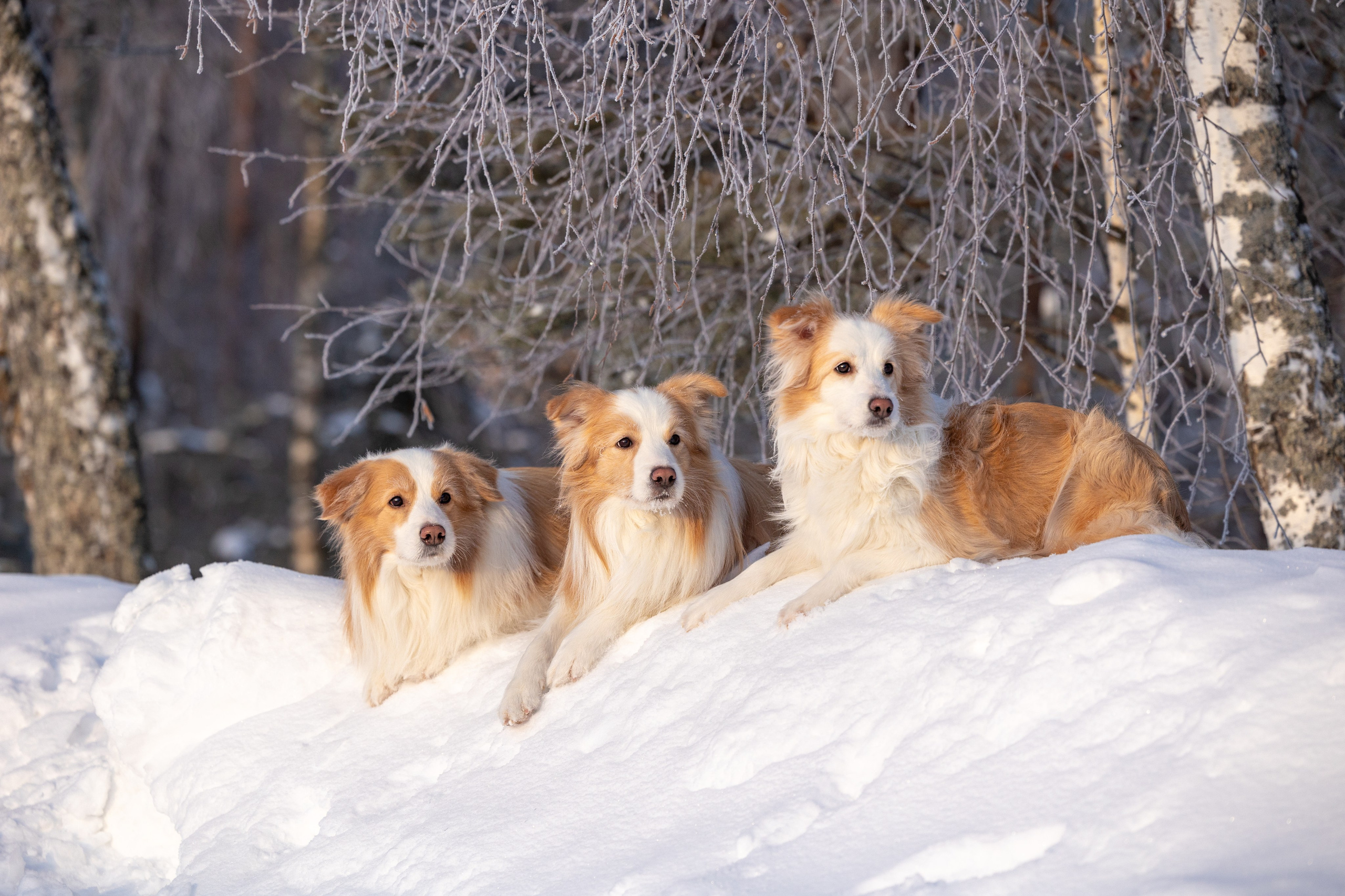Бордер колли Прайм, Вэй и Лёля. Фотограф-анималист Natalia Deingel | Фотосъемка собак в Москве