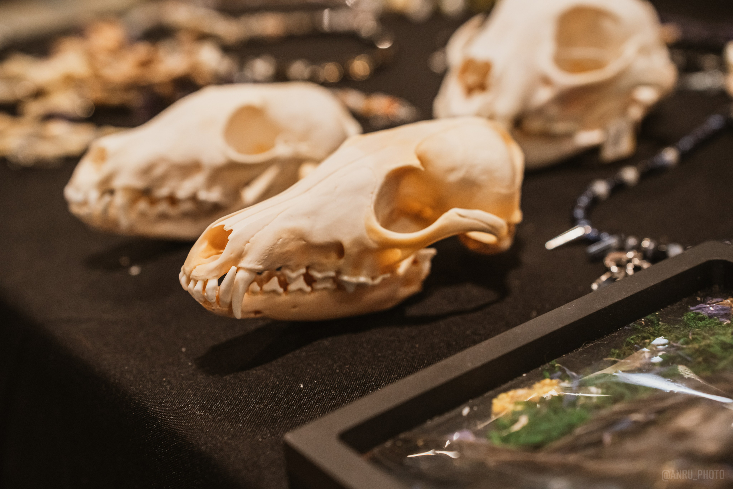 Рептилиум (ручная работа). Репортажный фотограф Анастасия Рубцова