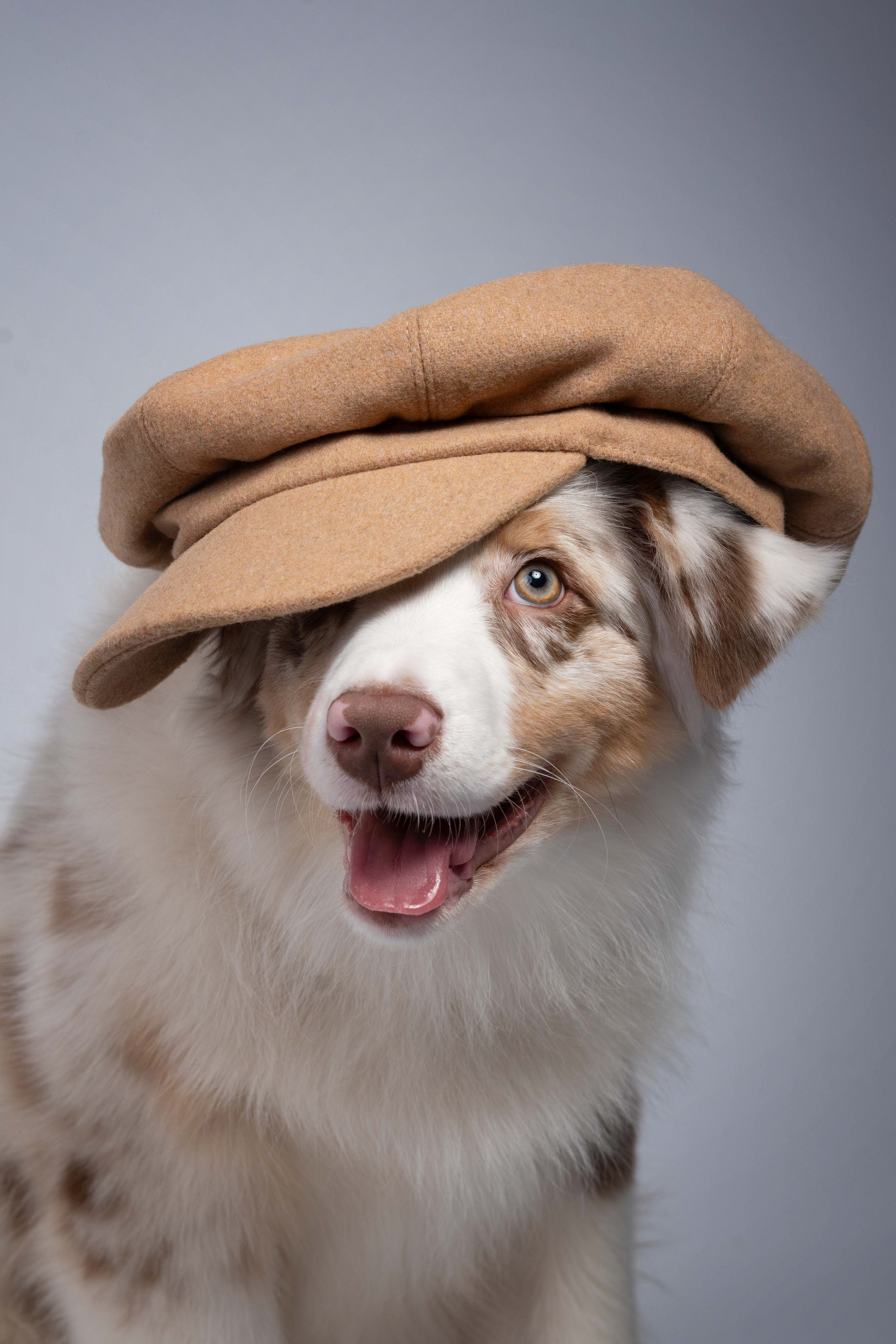 Бри, Панда, Эста и Жара. Фотограф анималист Осипчикова Мария