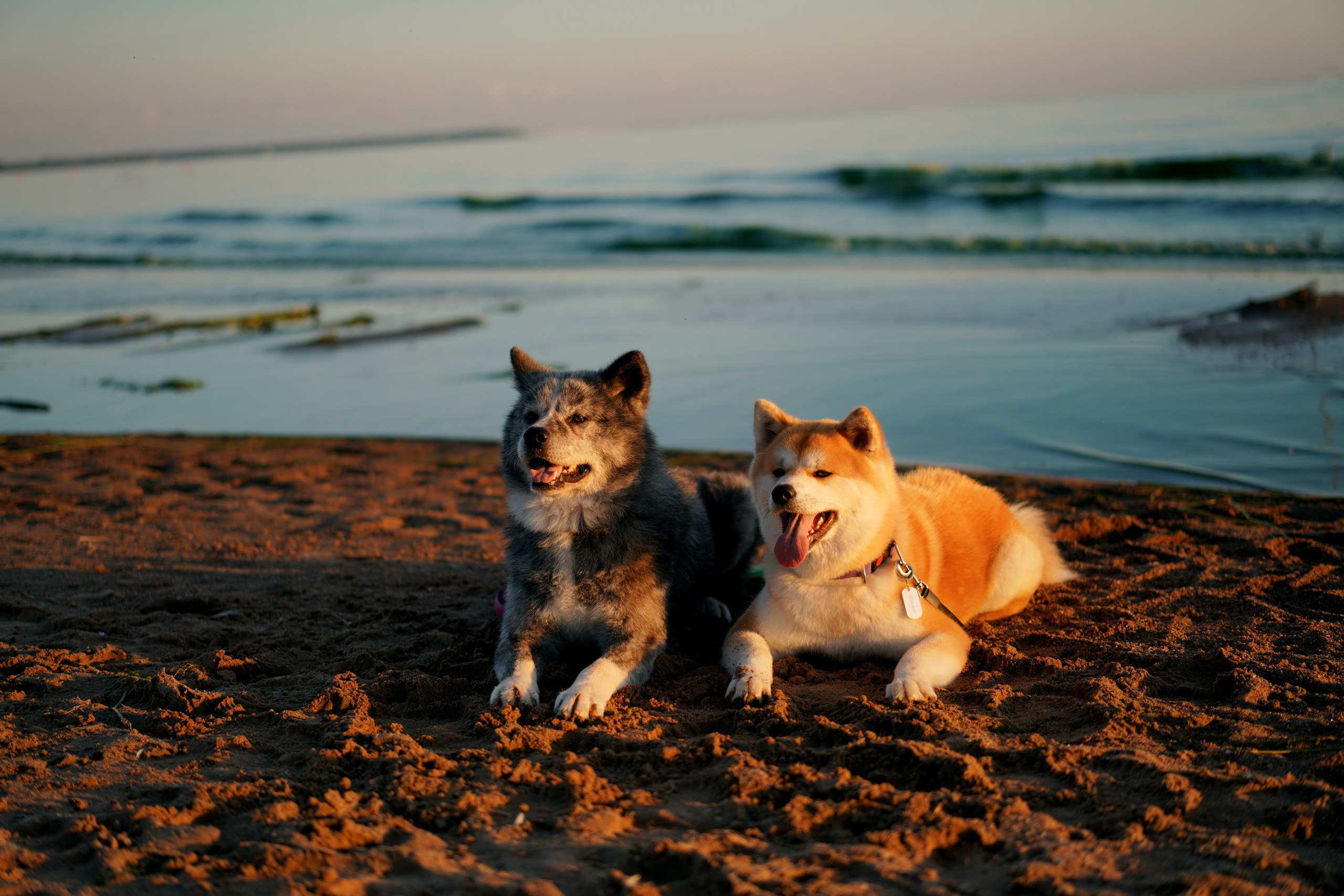 Природа и животные. Творческий фотограф Ирина Баландина.  Санкт-Петербург, Мурманск