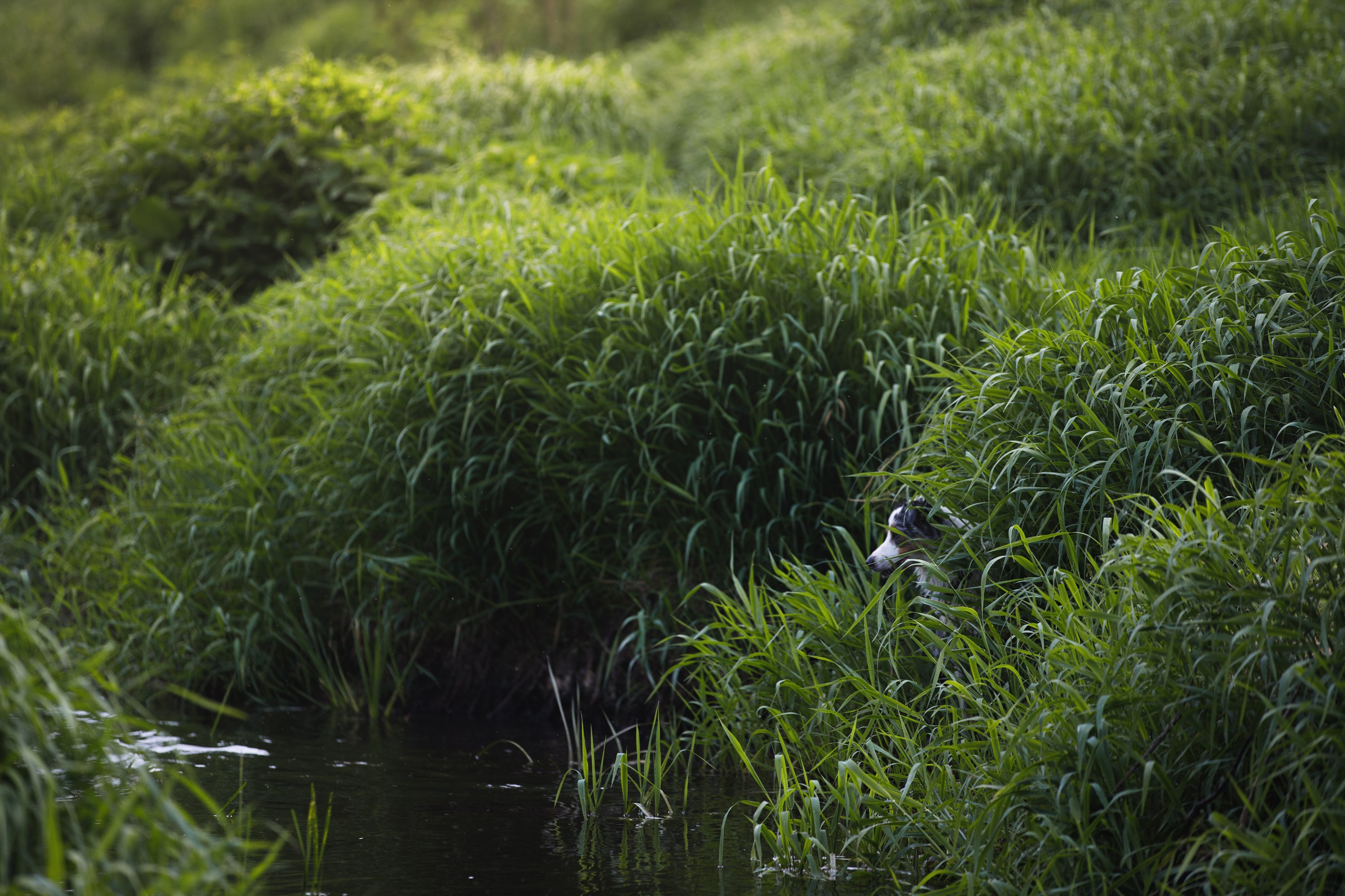 На природе и в городе. Фотограф-анималист в Калуге Мария Шерскова
