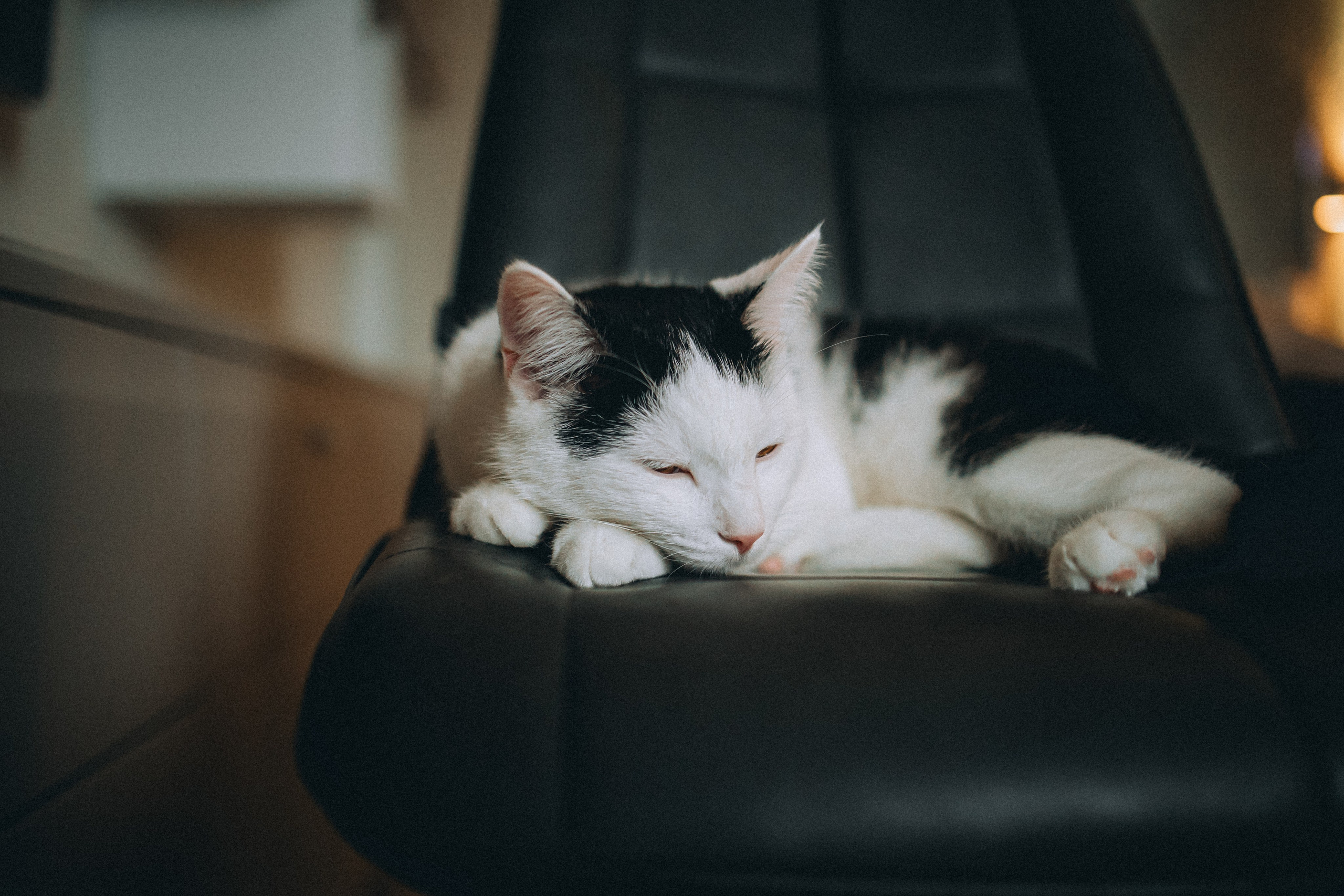 Рыся, Кепа и их семья