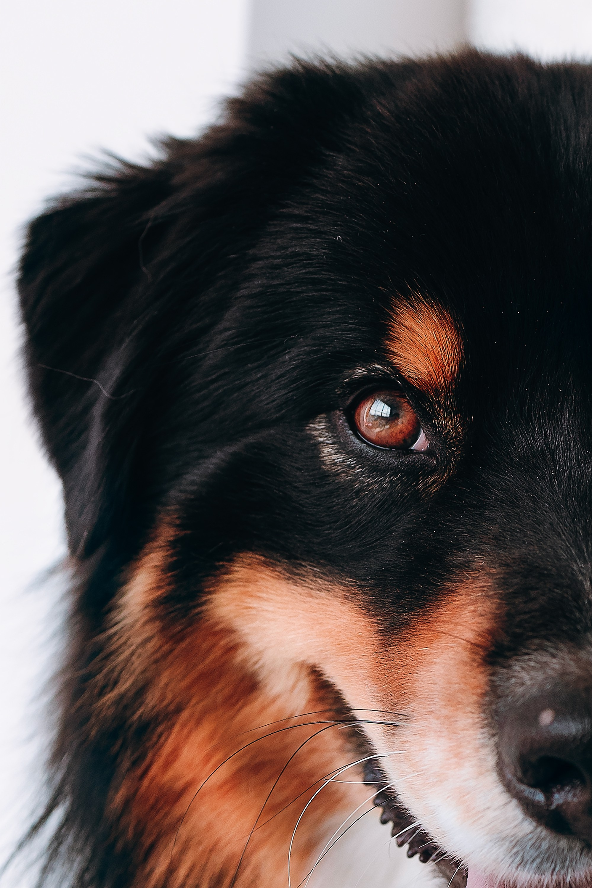 День рождения Рея. Фотограф. Фотограф-анималист. Москва