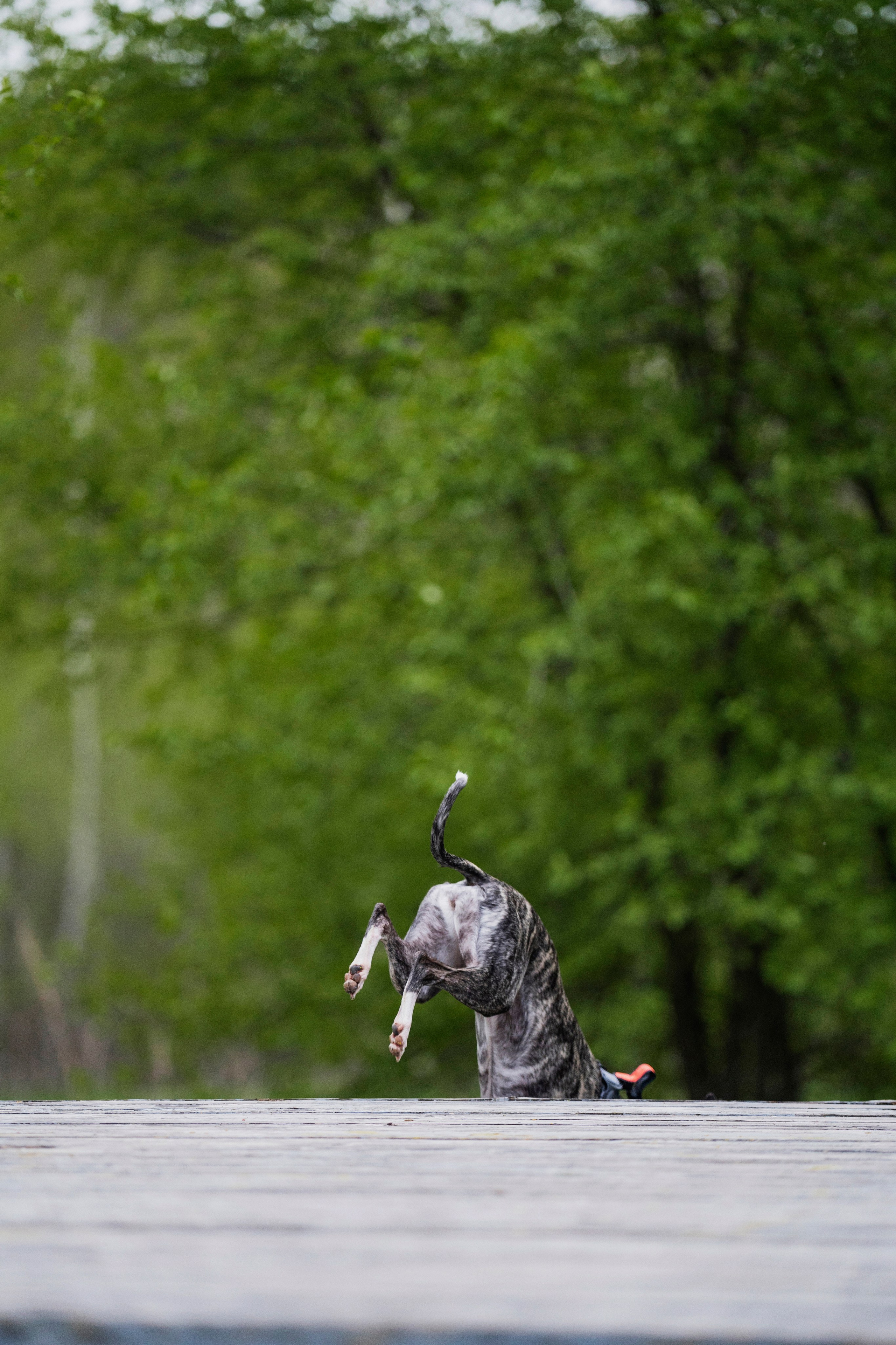 Ольга и ее красивые собаки. Kameramotor74