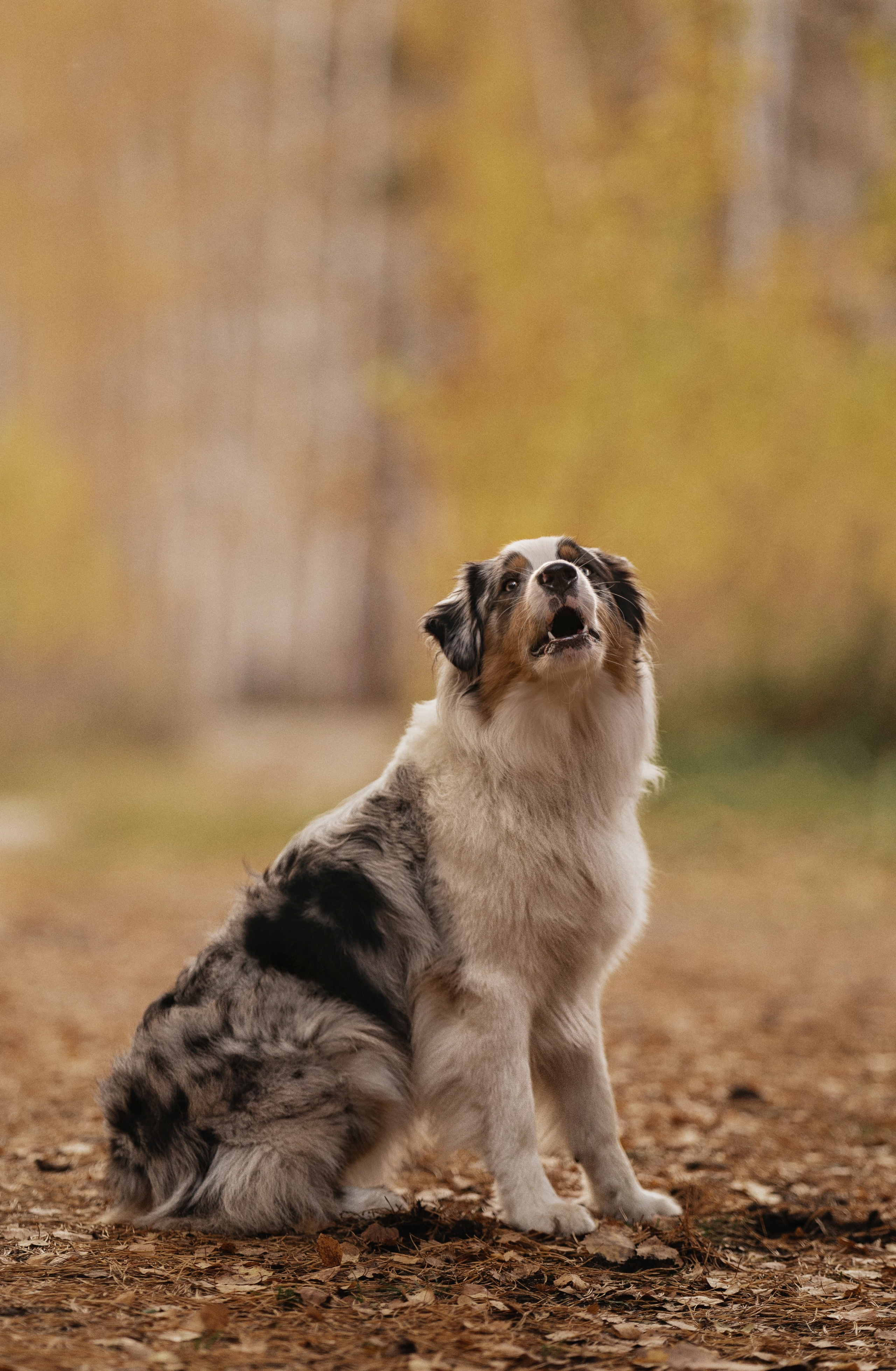 Татьяна + Бейли (история дружбы). Kameramotor74