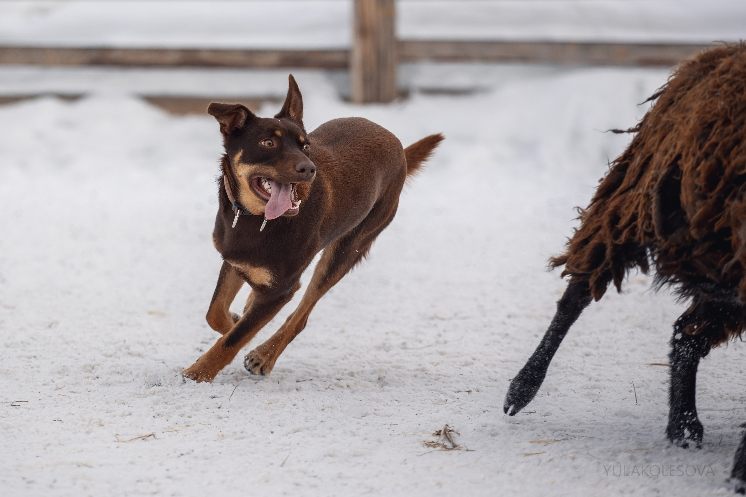Алиса и Вегас. YULA KOLESOVA | Фотограф — Анималист | Художник | Тюмень