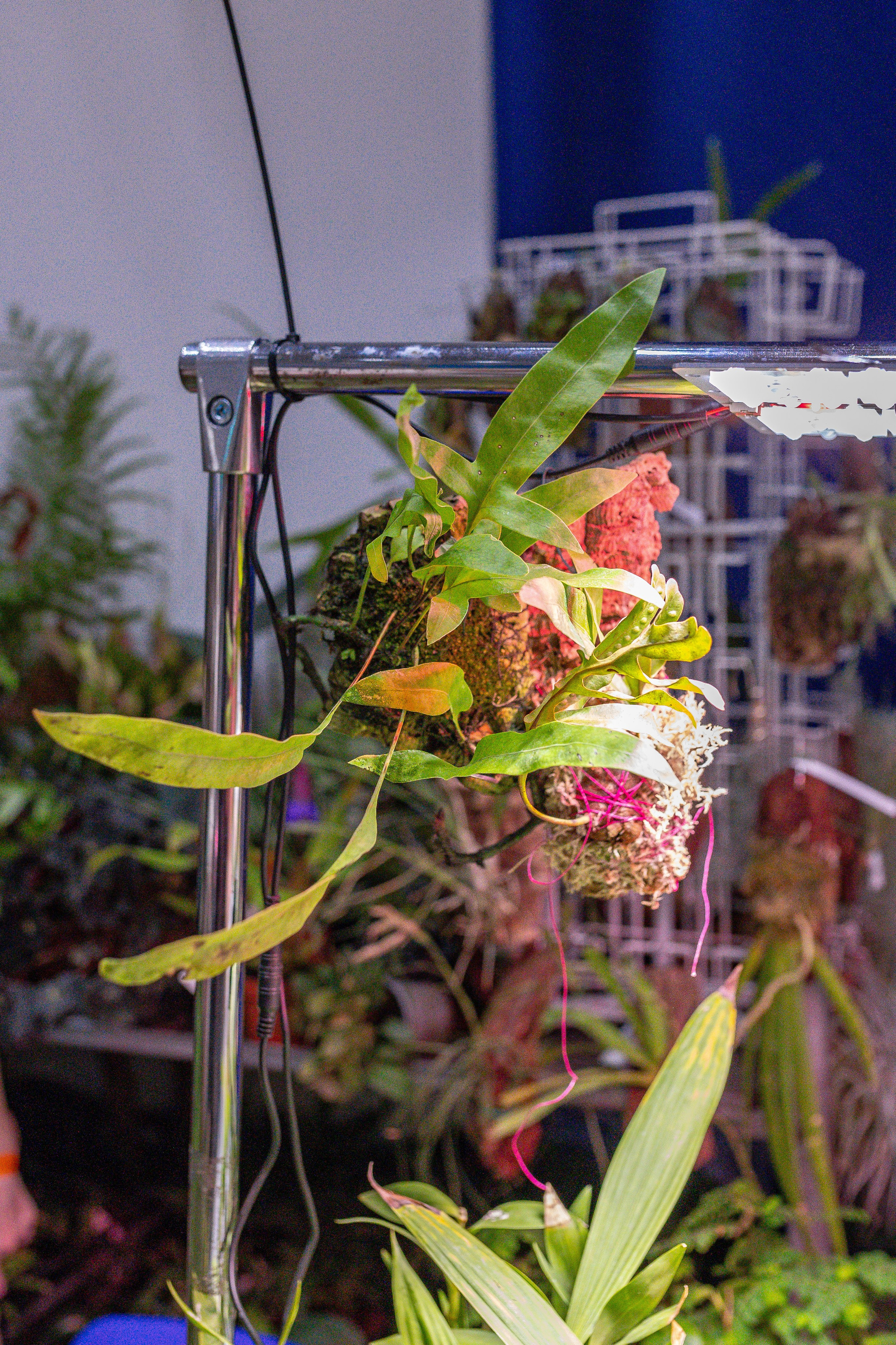 Орхидиум 12.2025. Александра Куликова фотограф, Москва