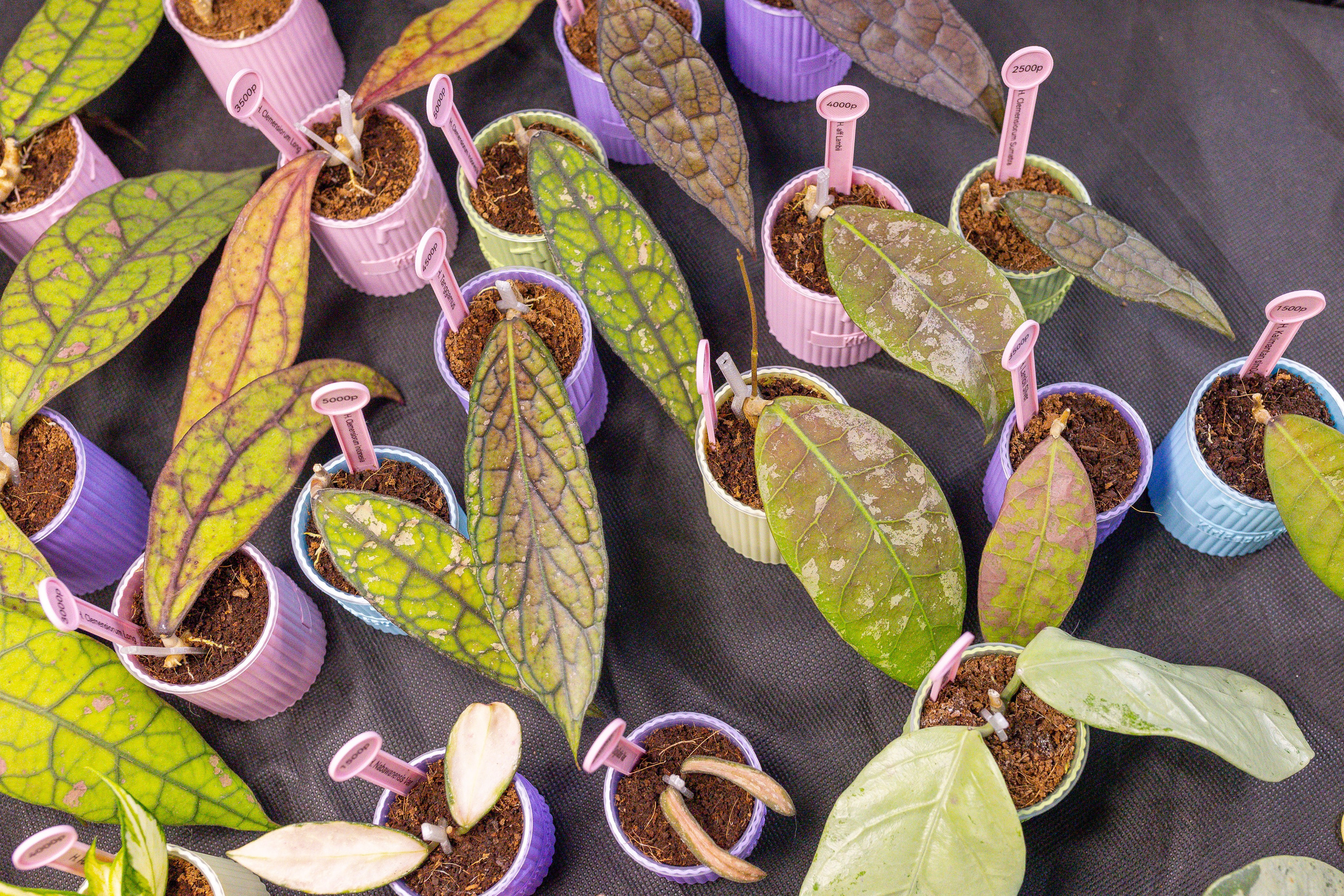 Монстериум 11–12 октября. Александра Куликова фотограф, Москва