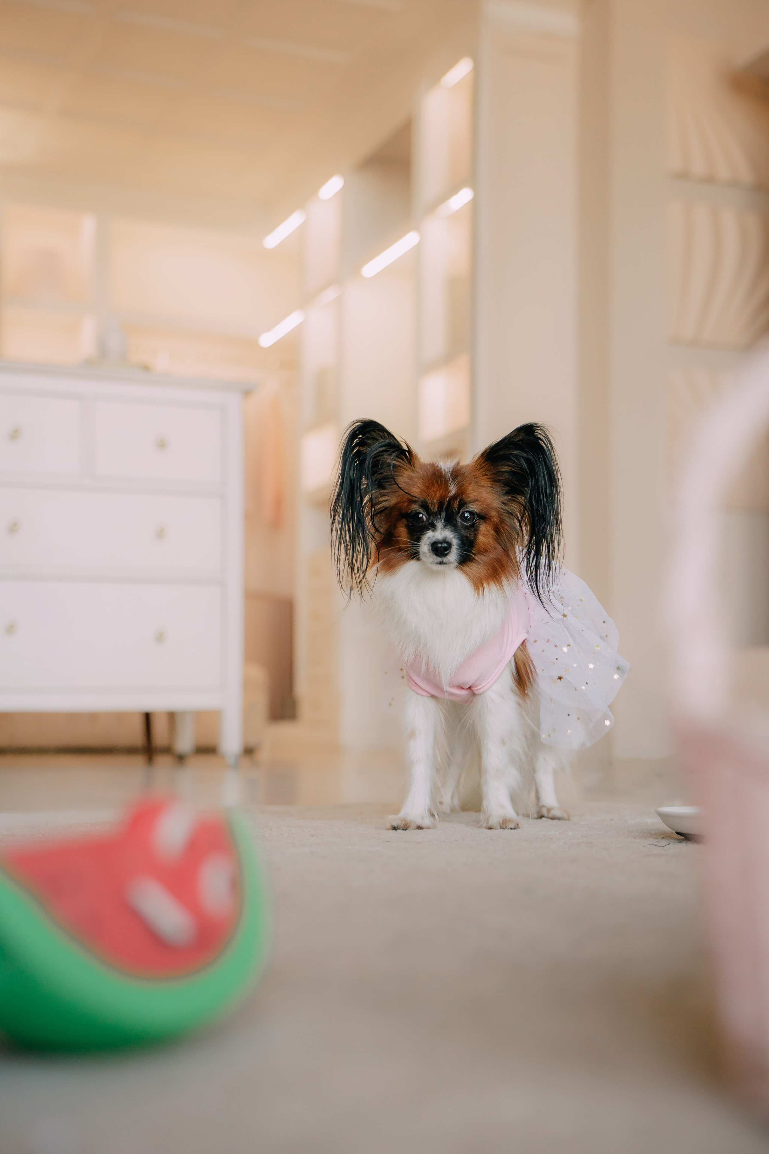 Султан, Мэй Мэй и Шанталь и их семья