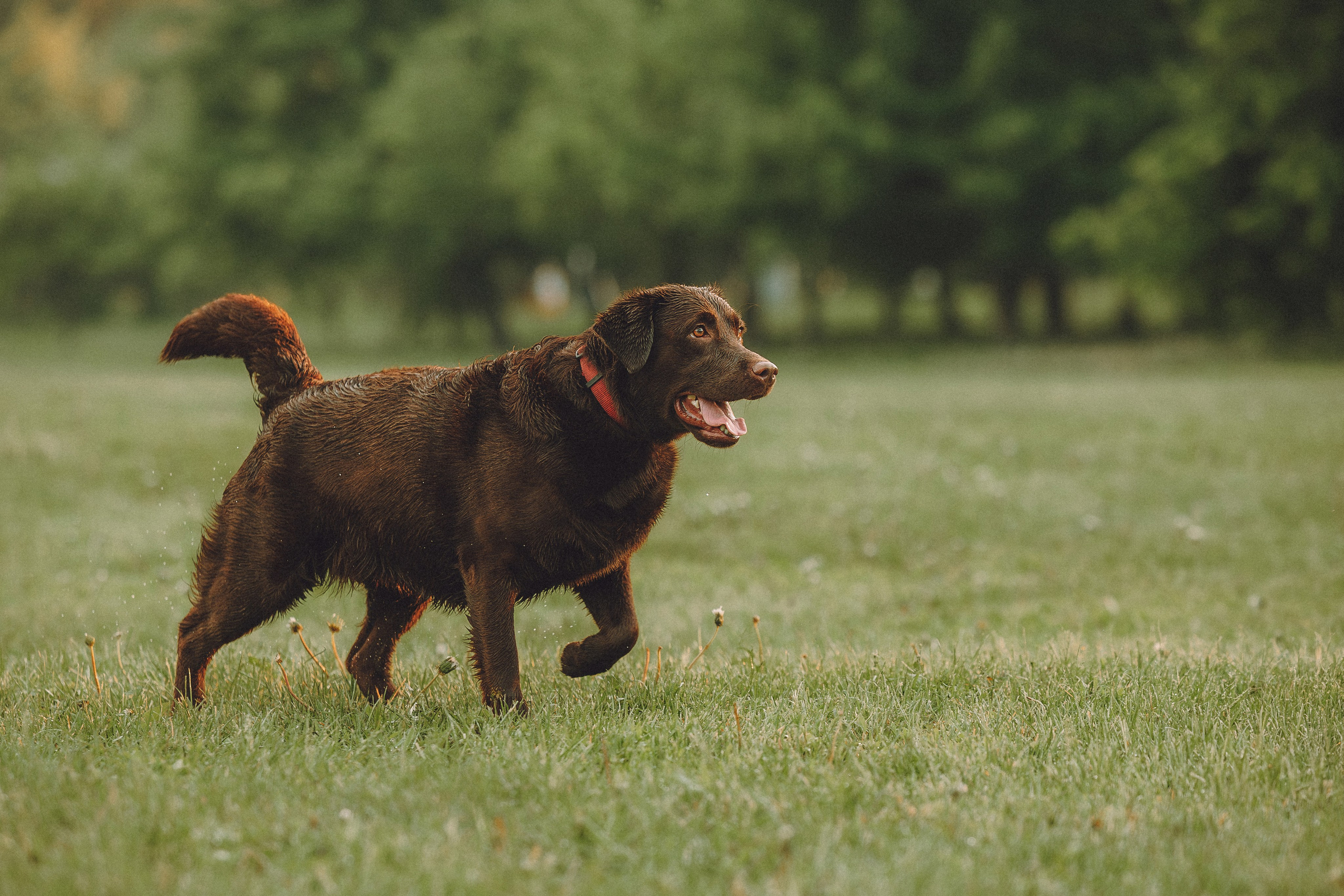 Катя, Ваня и Джеси