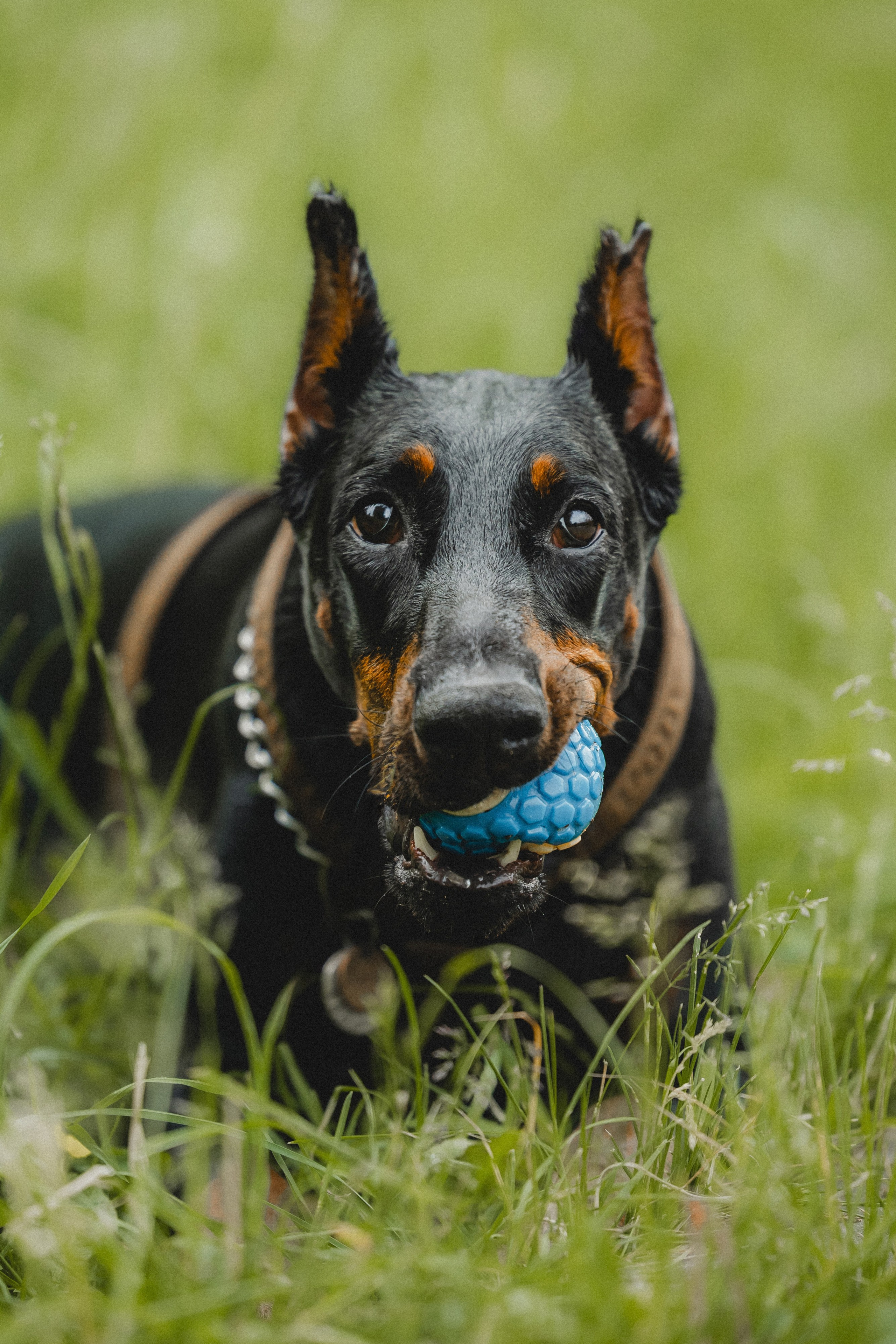 Паша, Хайди и Тея