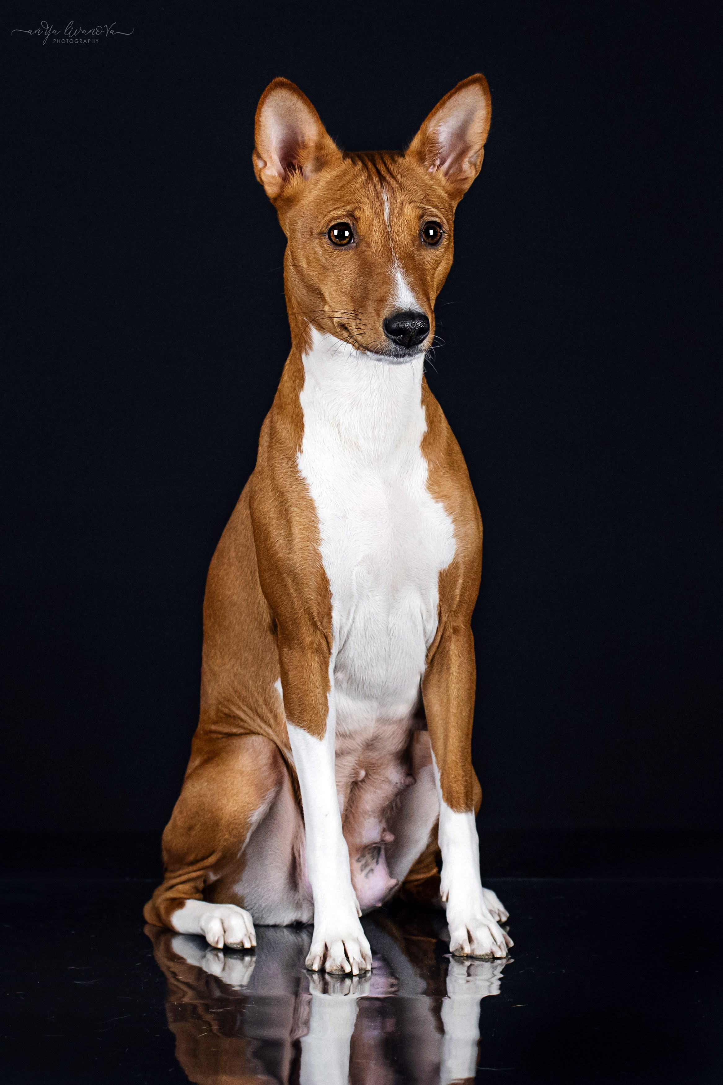 Басенджи. Фотограф анималист Аня Ливанова | Рыбинск